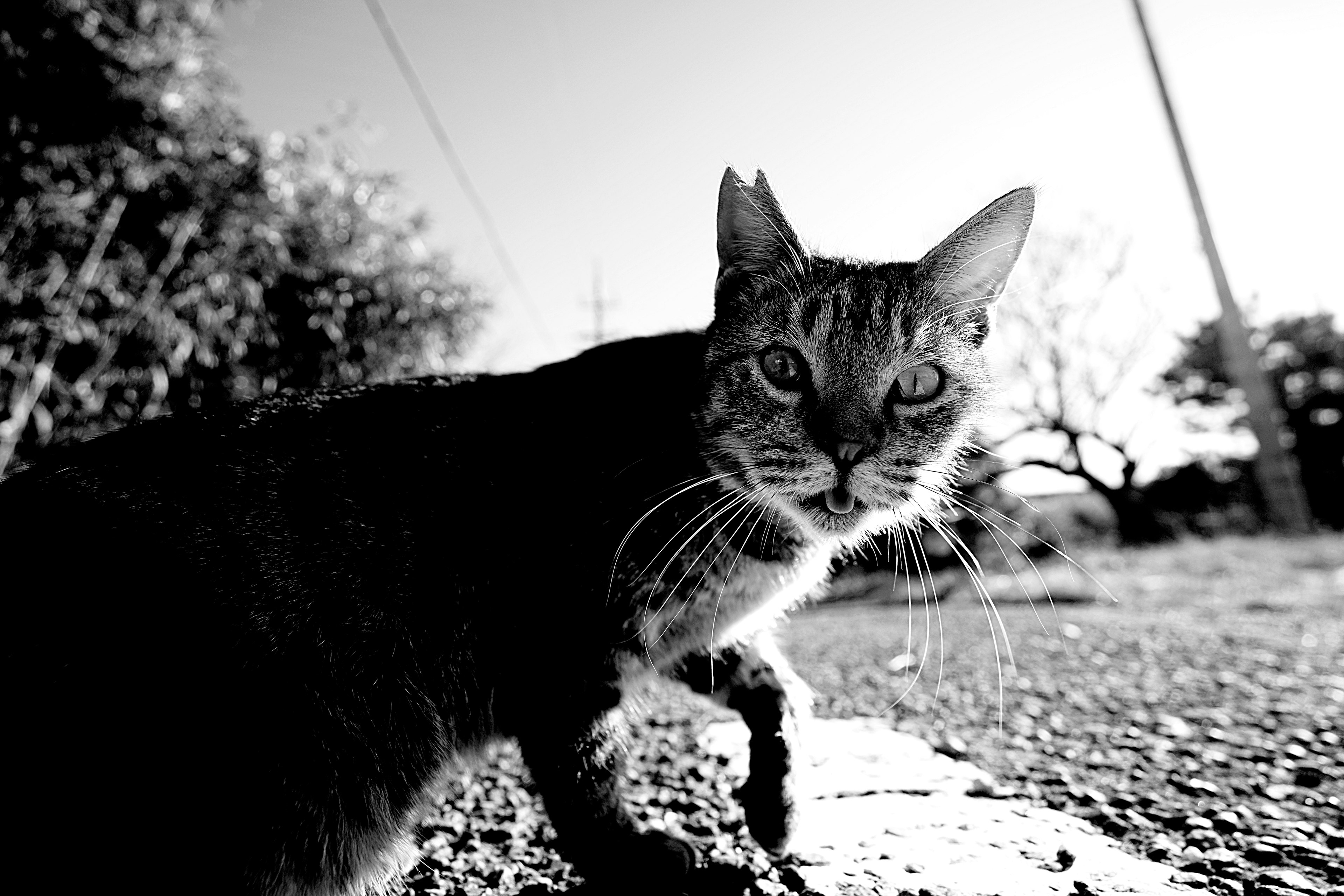 Schwarz-weiße Katze, die auf der Straße geht