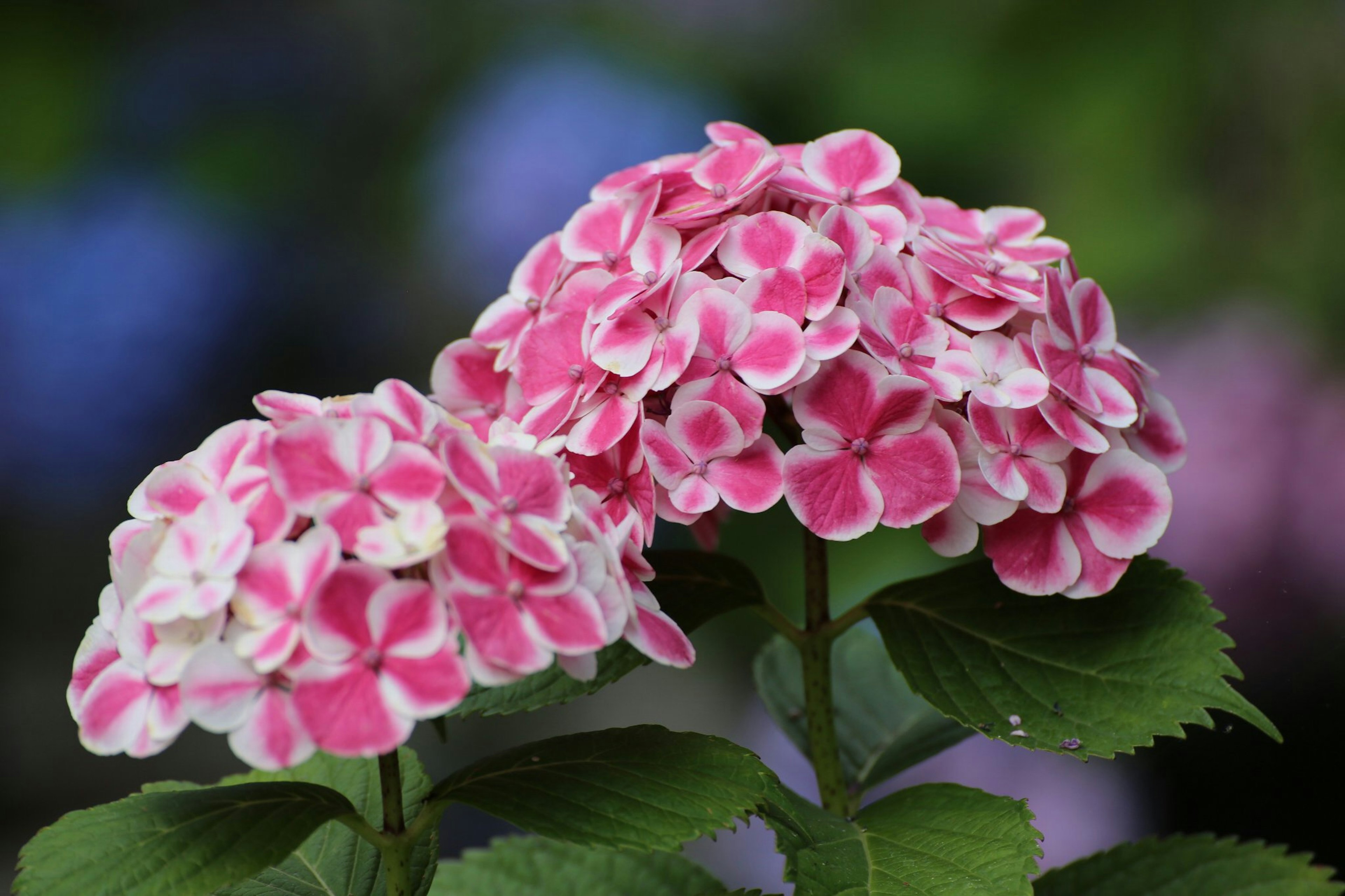 Close-up of pink and white hydrangea flowers