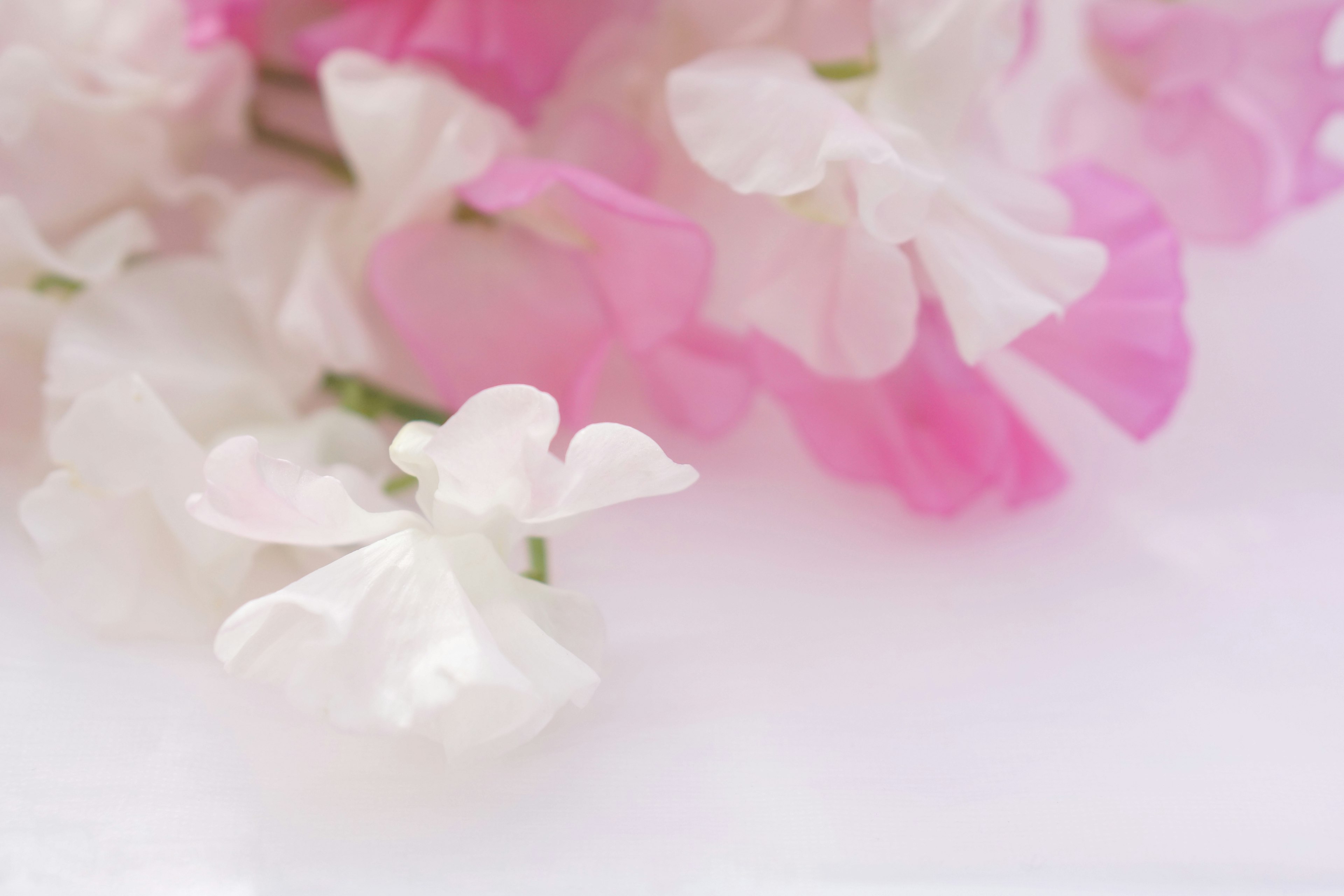 Close-up of sweet pea flowers in soft pink and white hues