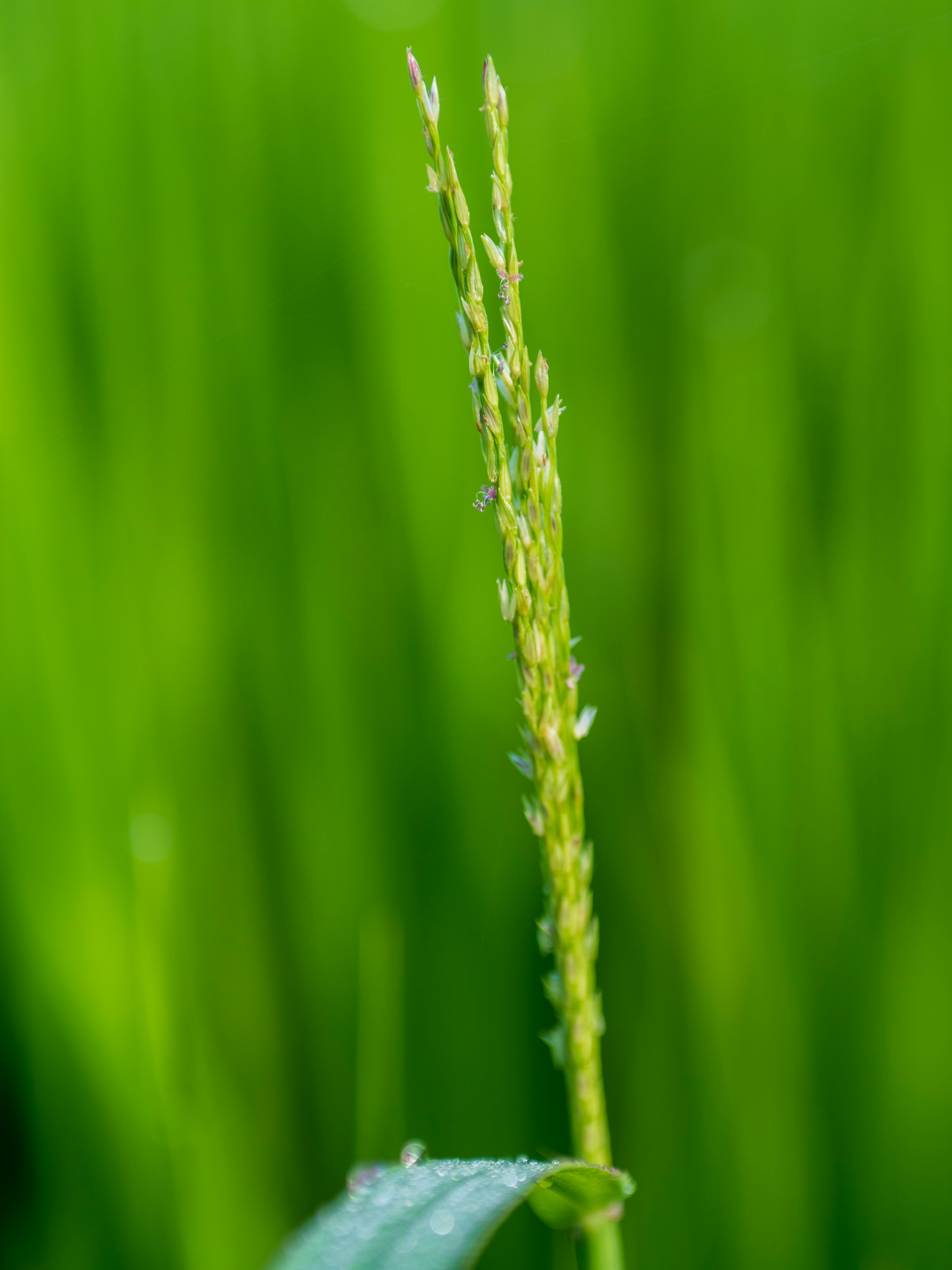 A single rice spike standing amidst lush green rice plants