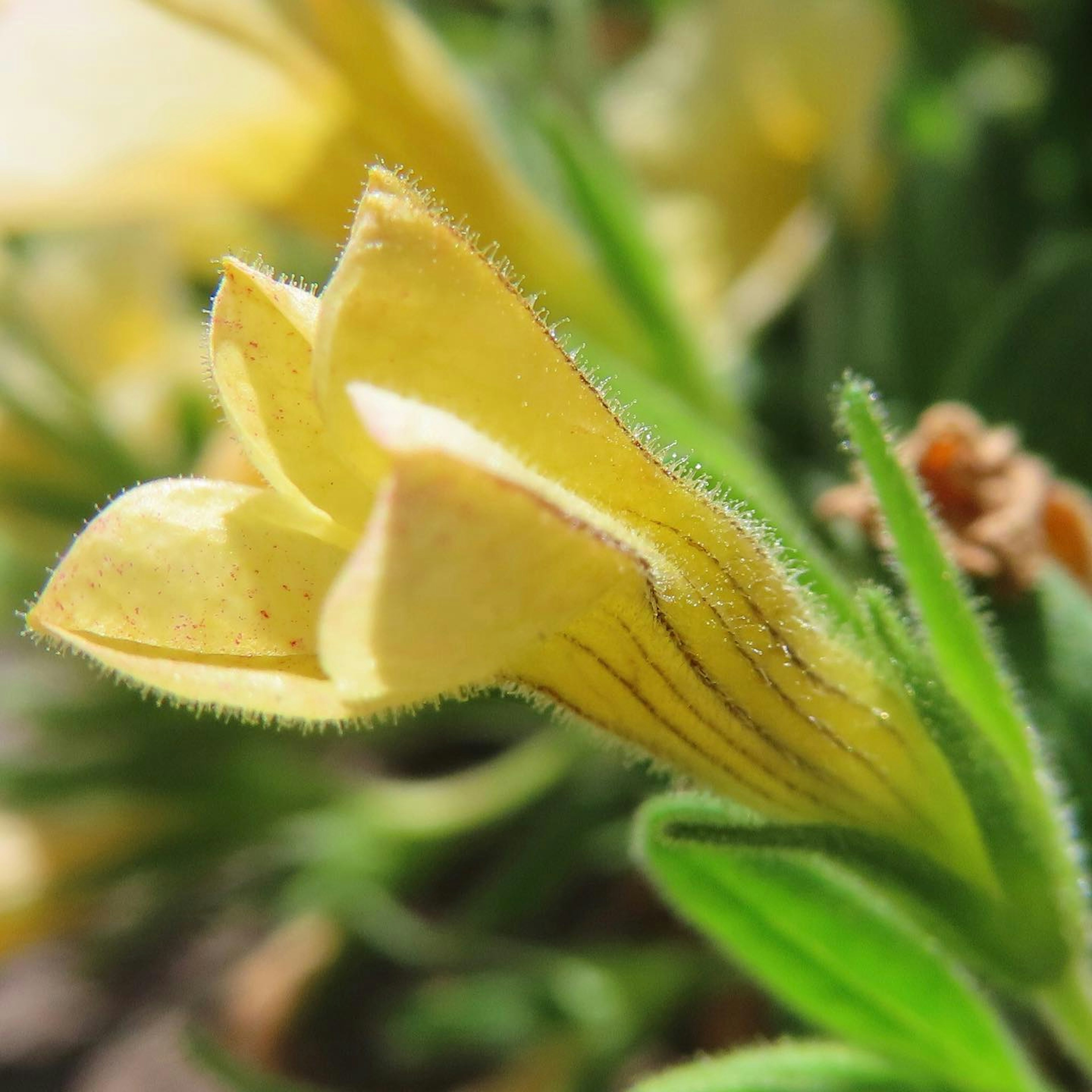 Primo piano di un fiore giallo con petali allungati e foglie verdi