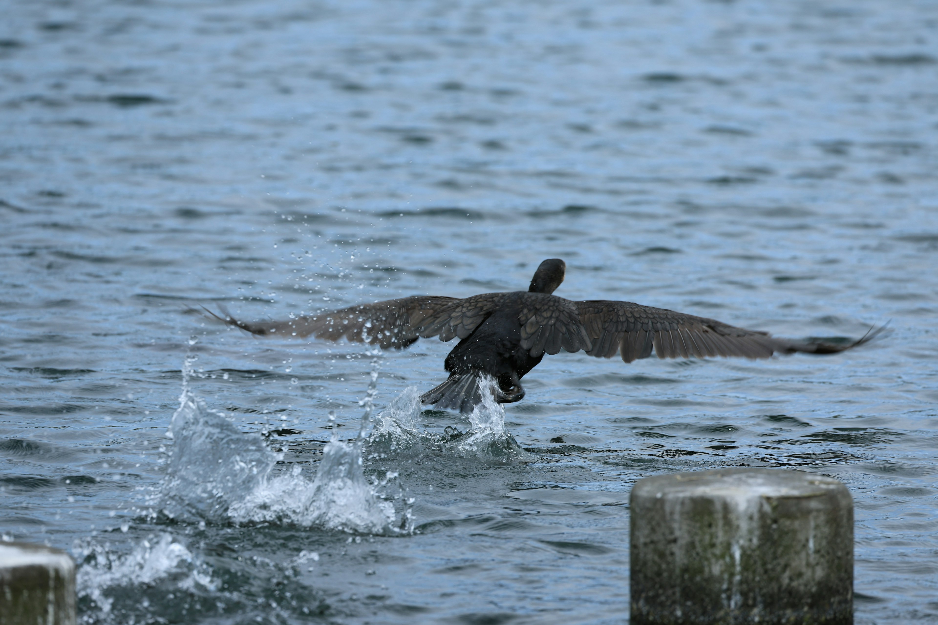 Cormorano che apre le ali sulla superficie dell'acqua con schizzi