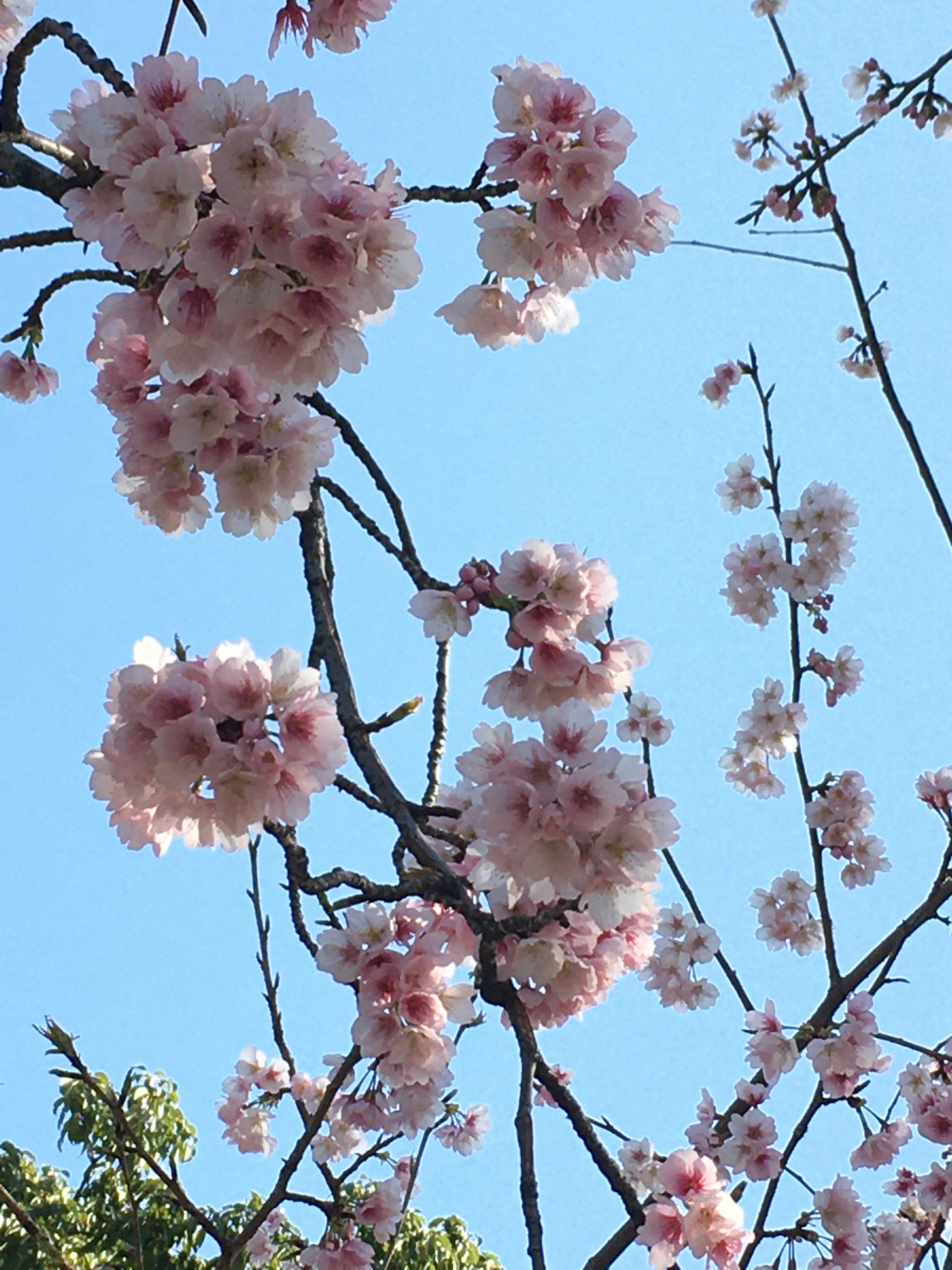 Nahaufnahme von Kirschblüten vor blauem Himmel