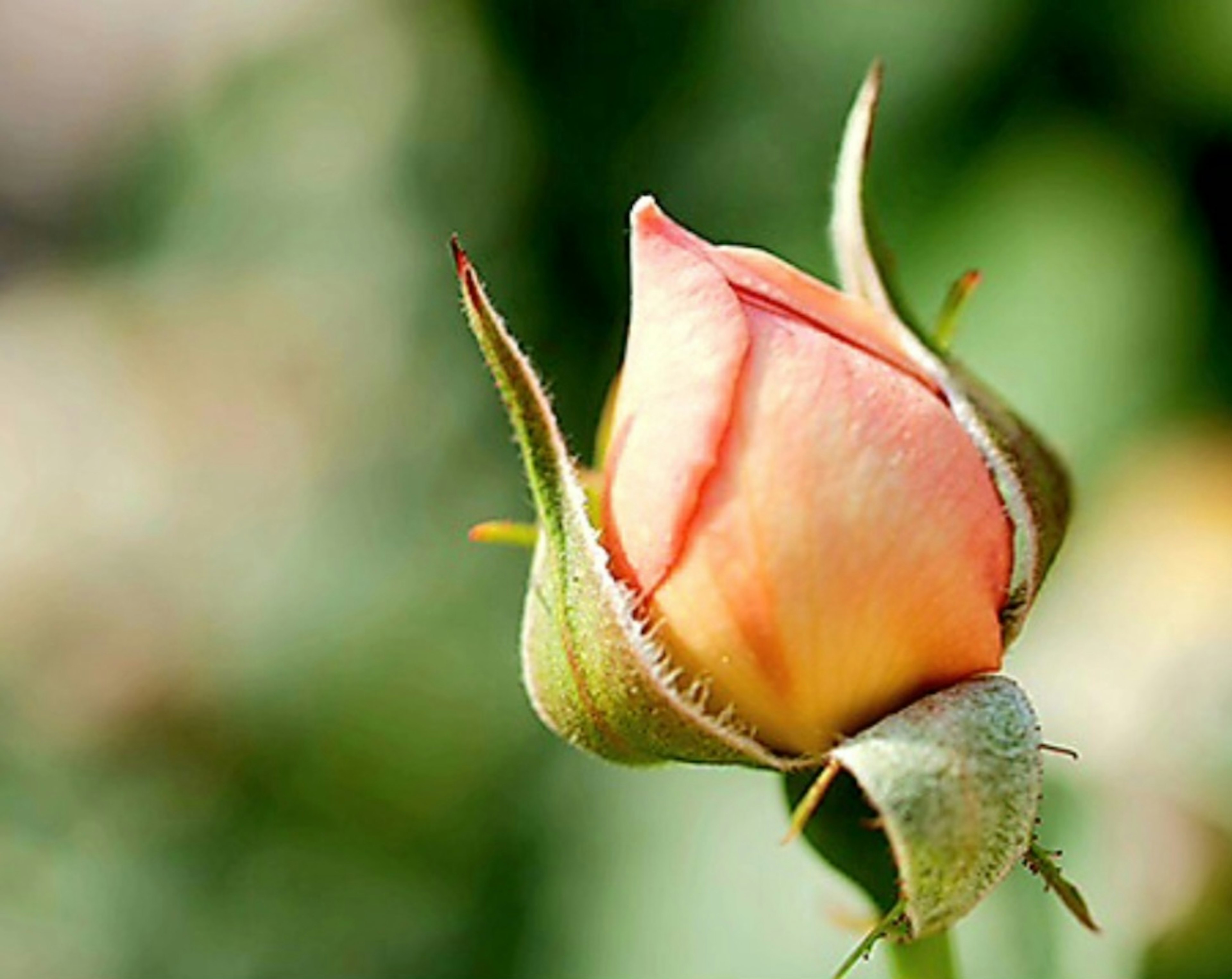 Bocciolo di rosa arancione con foglie verdi sullo sfondo sfocato