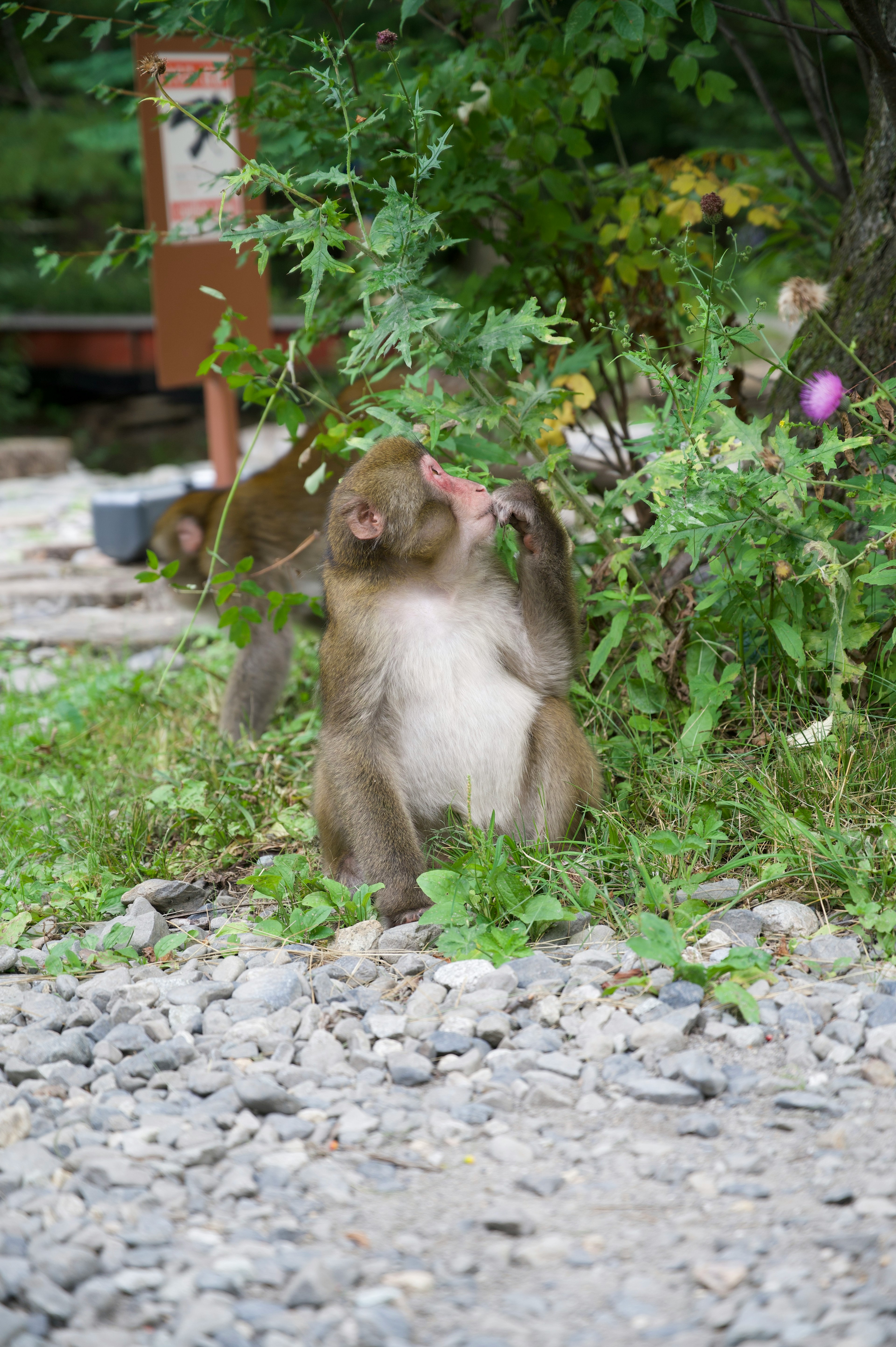 草の中で葉を食べる猿の写真