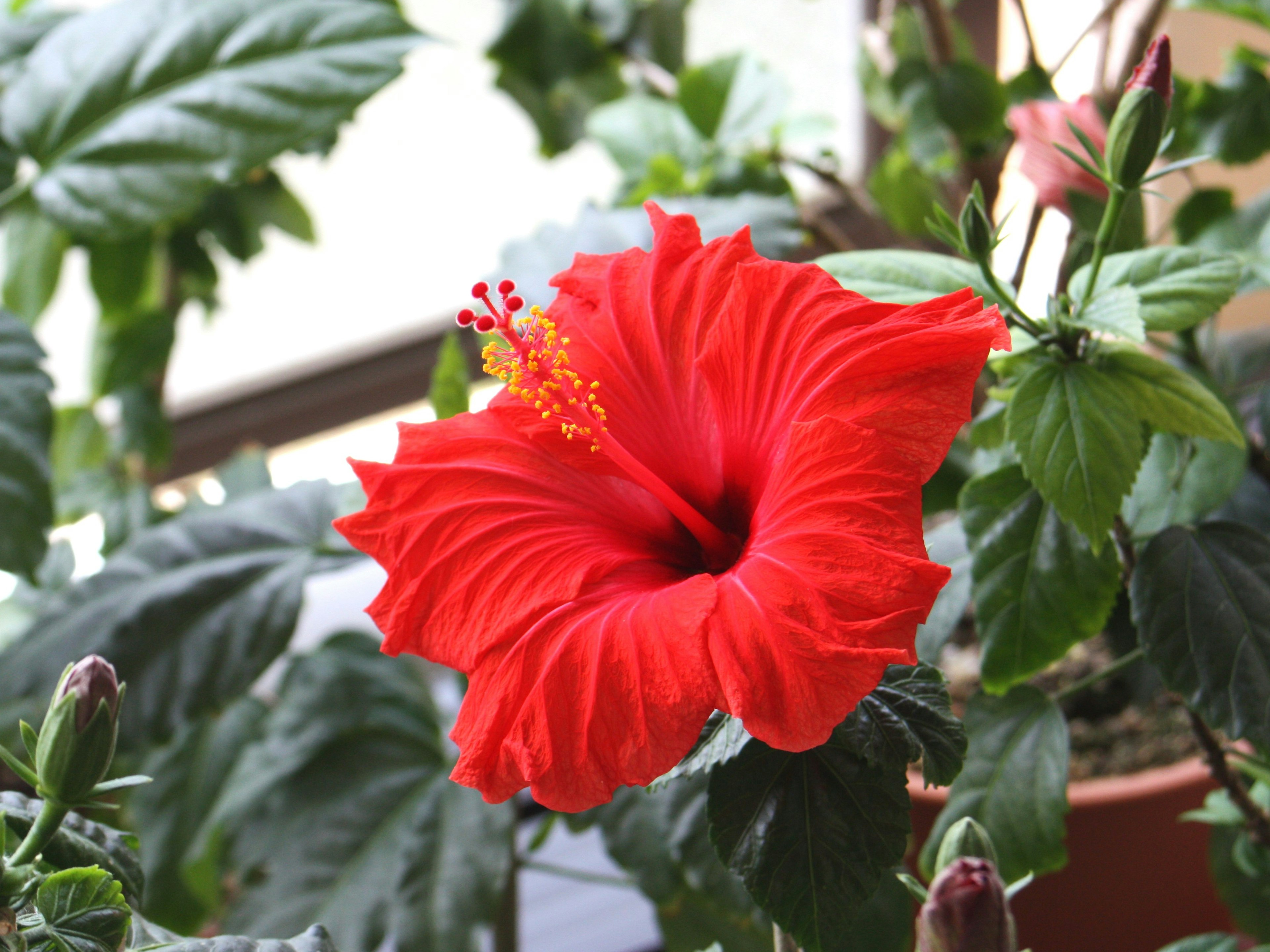 Flor de hibisco roja vibrante floreciendo entre hojas verdes