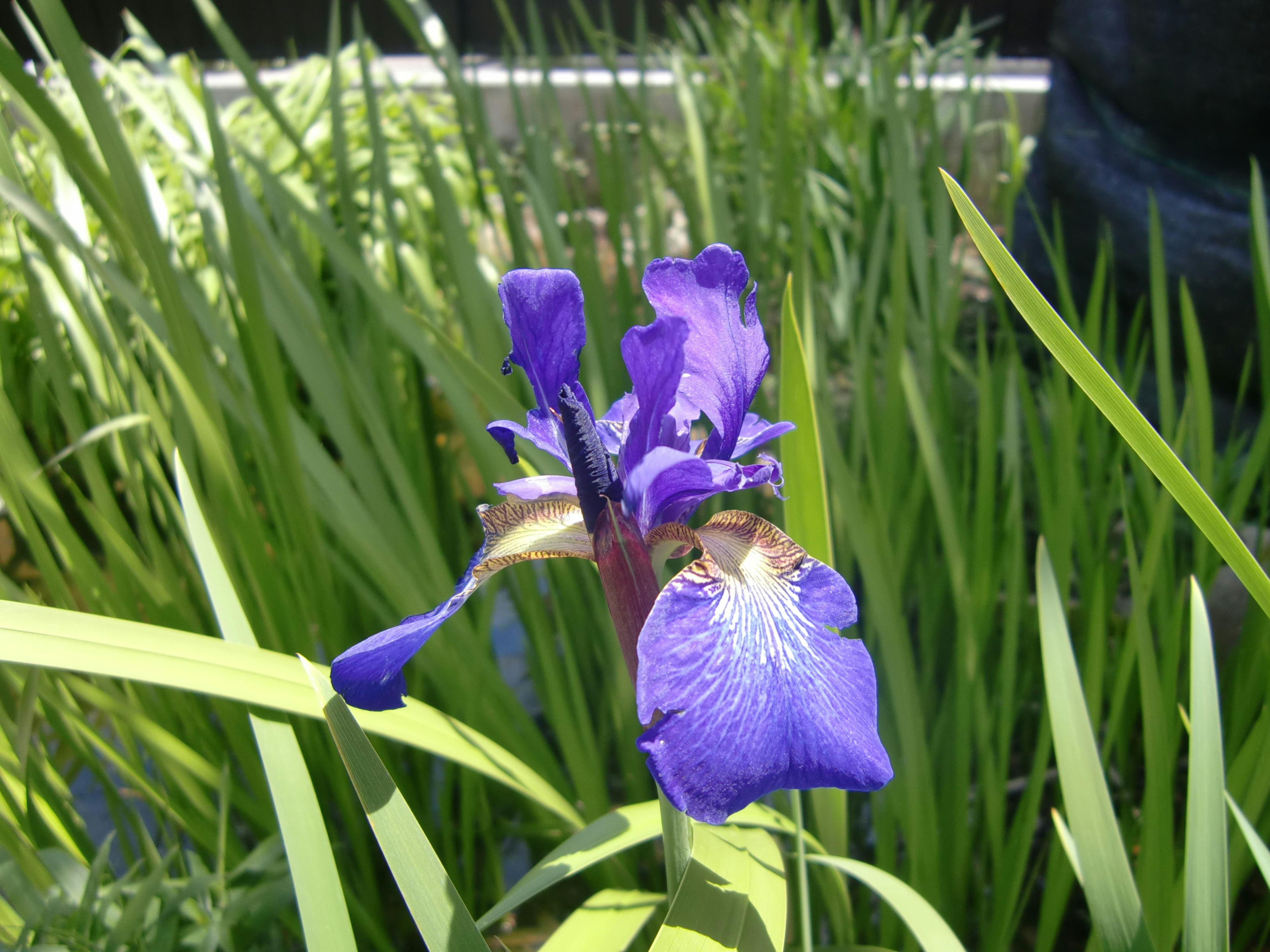 Bunga iris ungu mekar di antara daun hijau