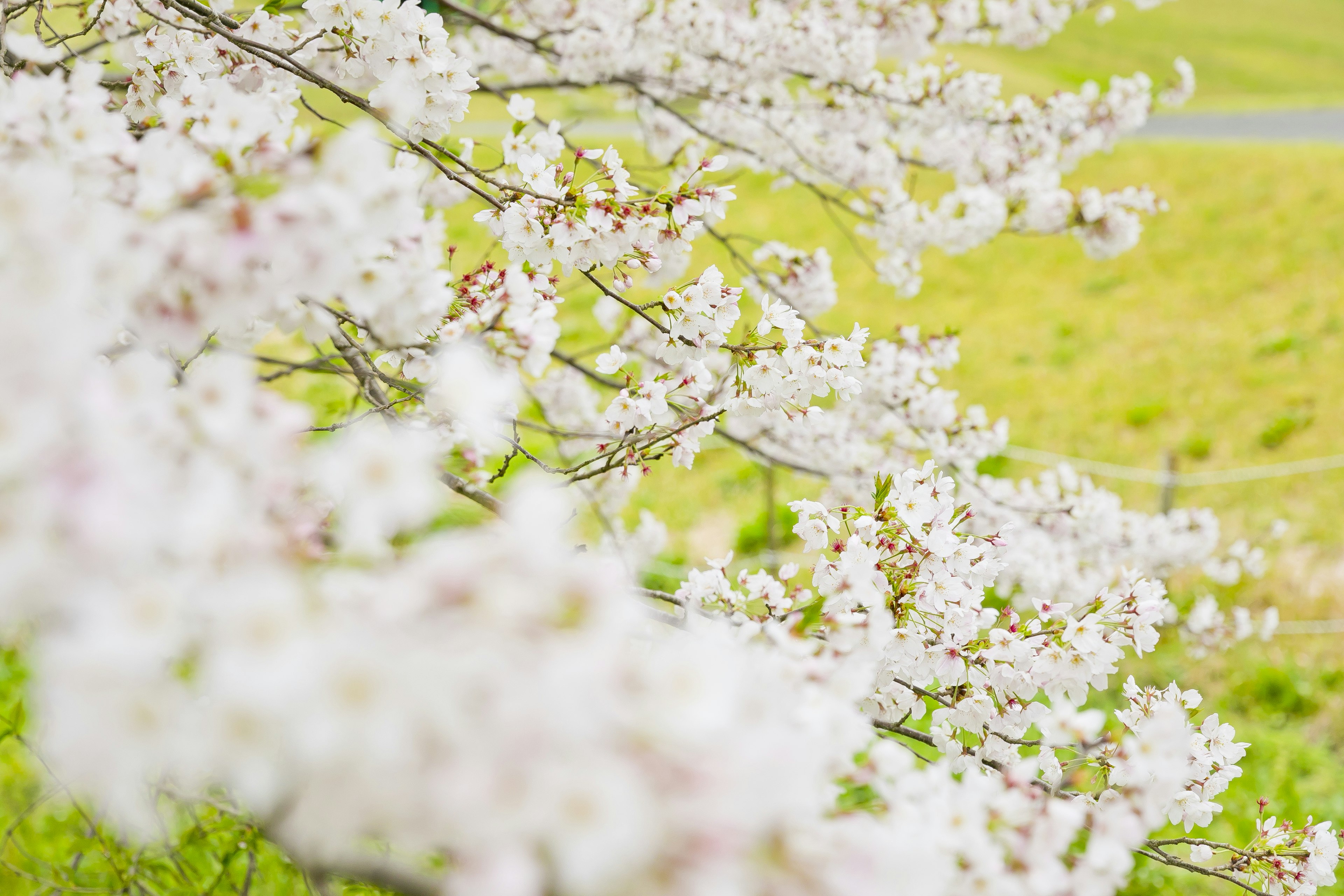 樱花树枝特写，白色花朵与绿色草地背景