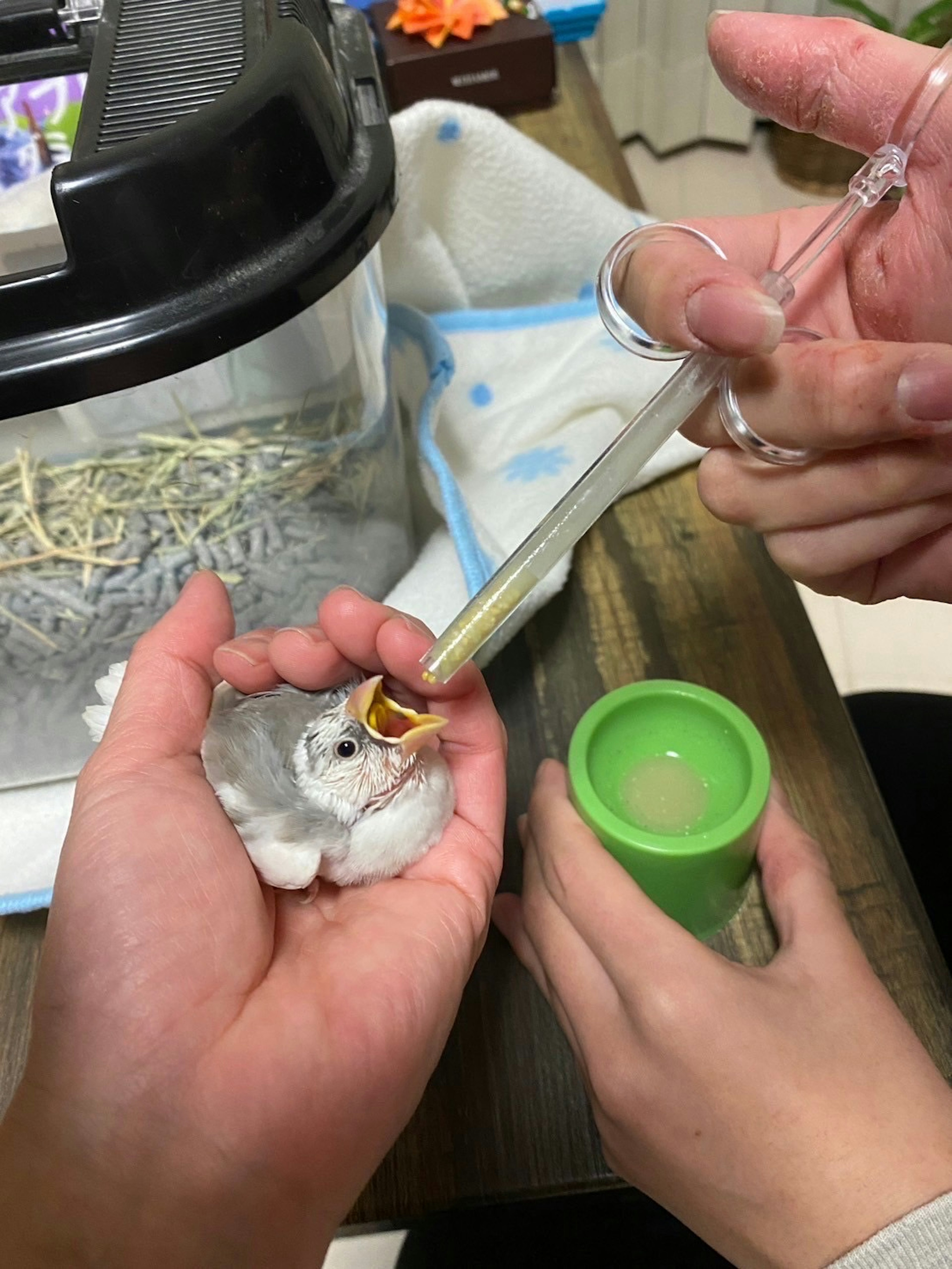 Alimentando a un pequeño polluelo con un gotero y un recipiente verde