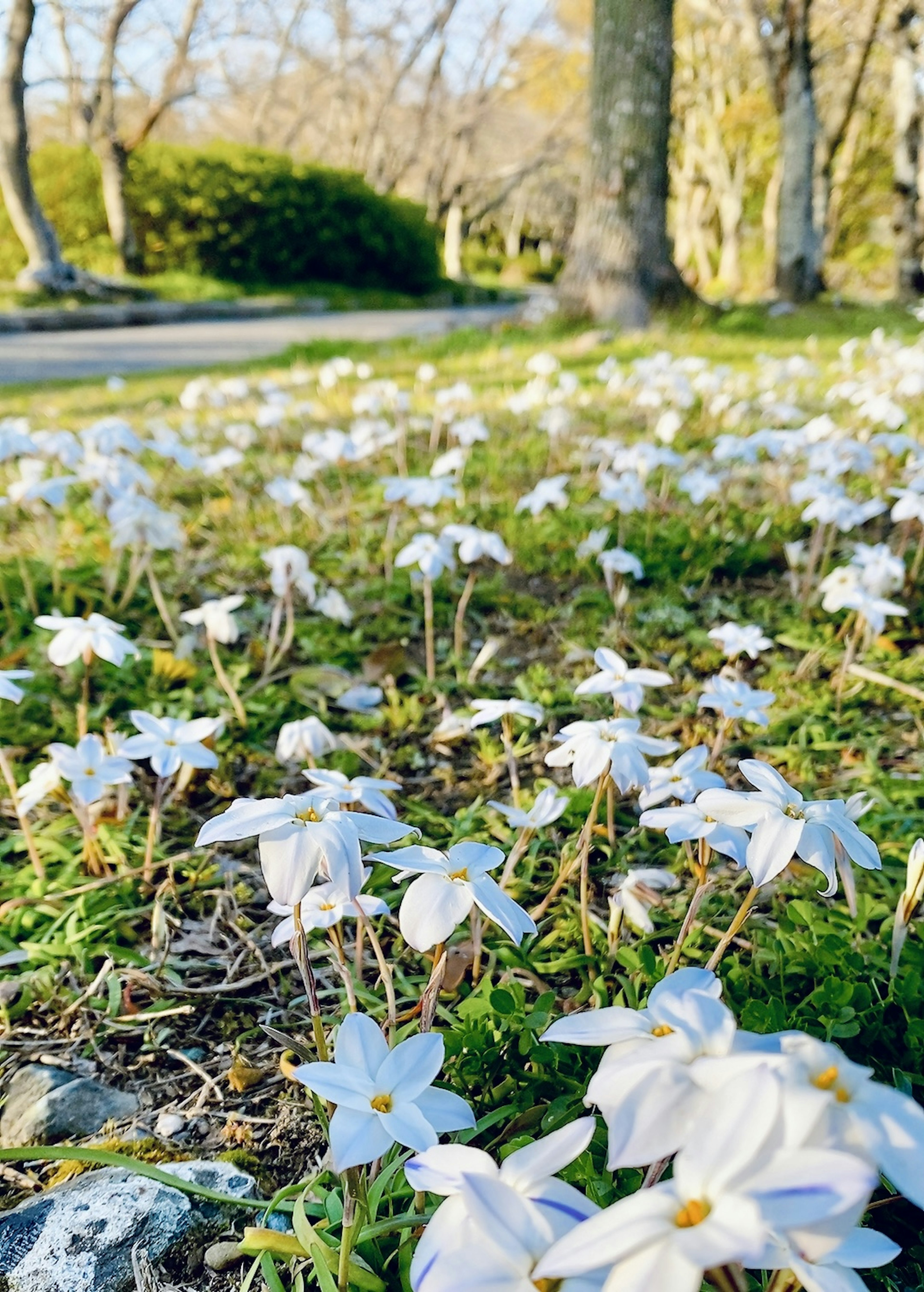 A field of white flowers on green grass with trees in the background