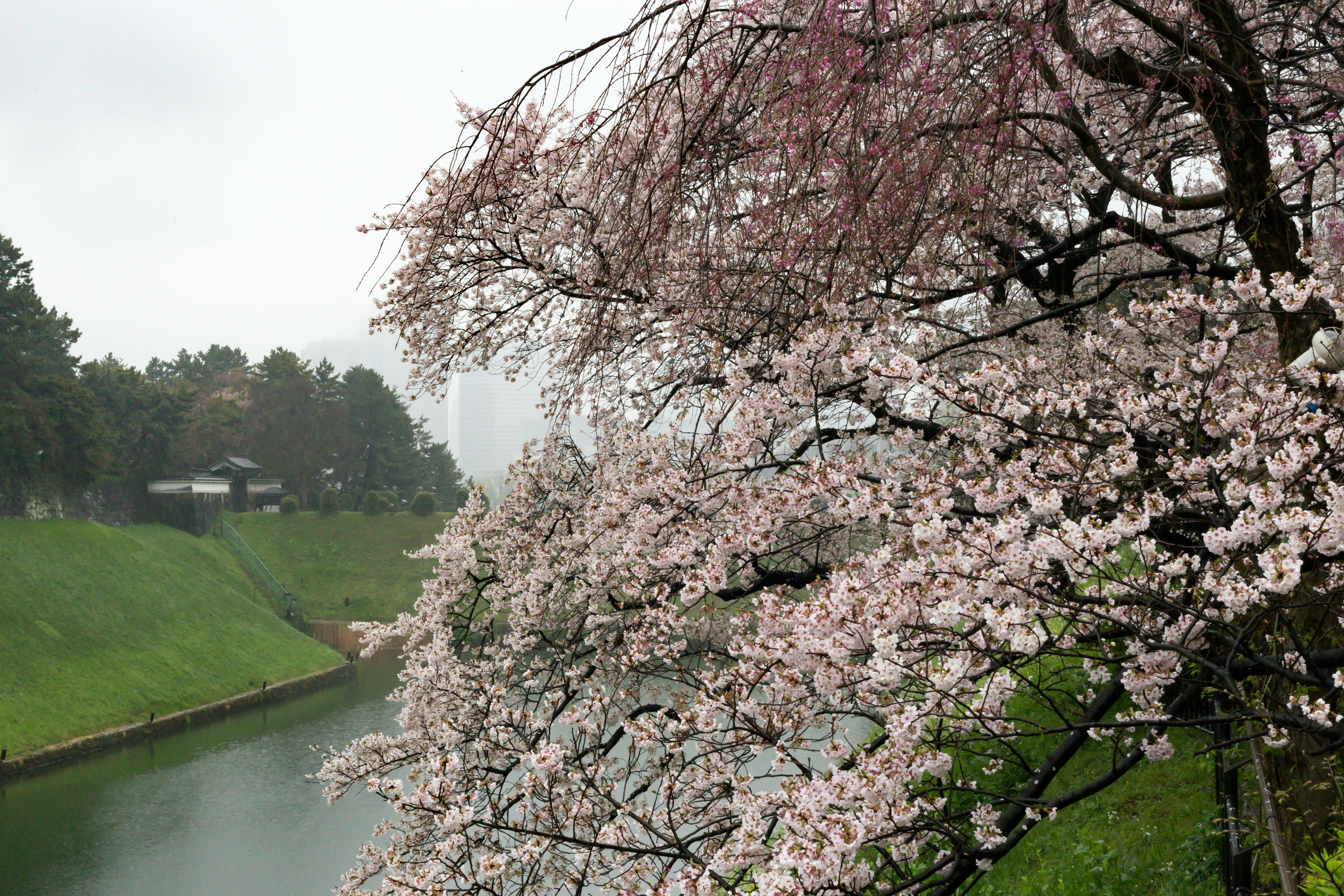 Bunga sakura mekar di tepi sungai