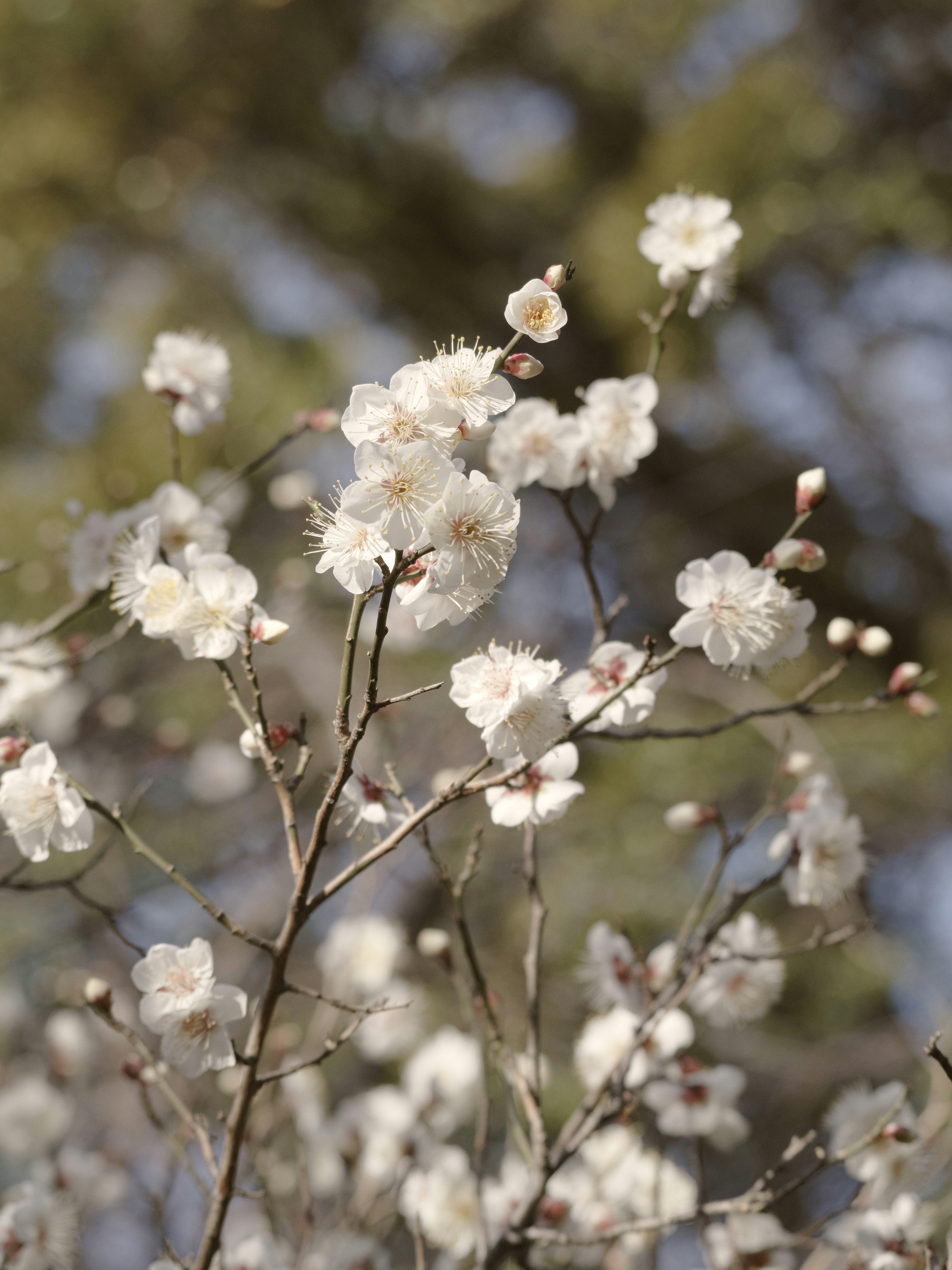 Zweig mit blühenden weißen Blumen vor unscharfem Hintergrund