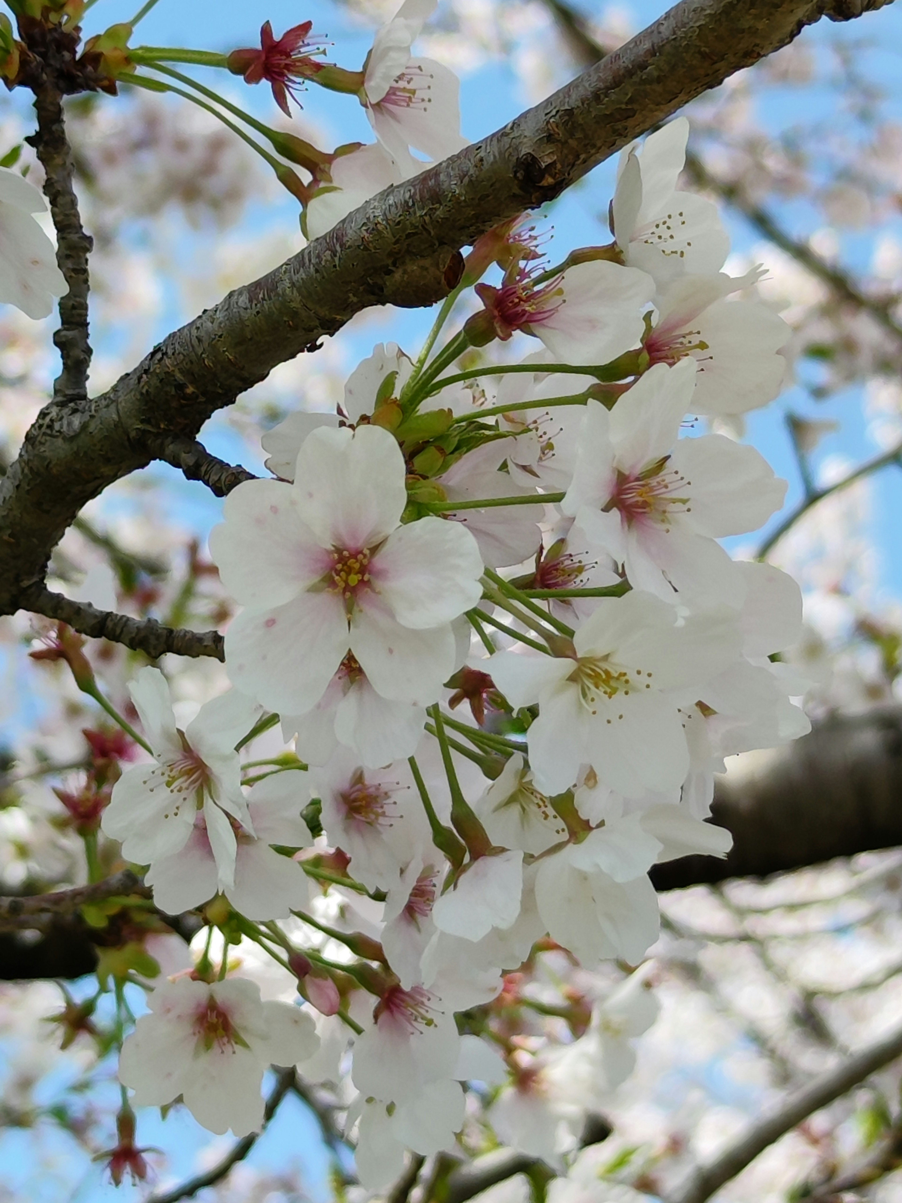 Kedekatan bunga sakura di cabang dengan latar belakang langit biru