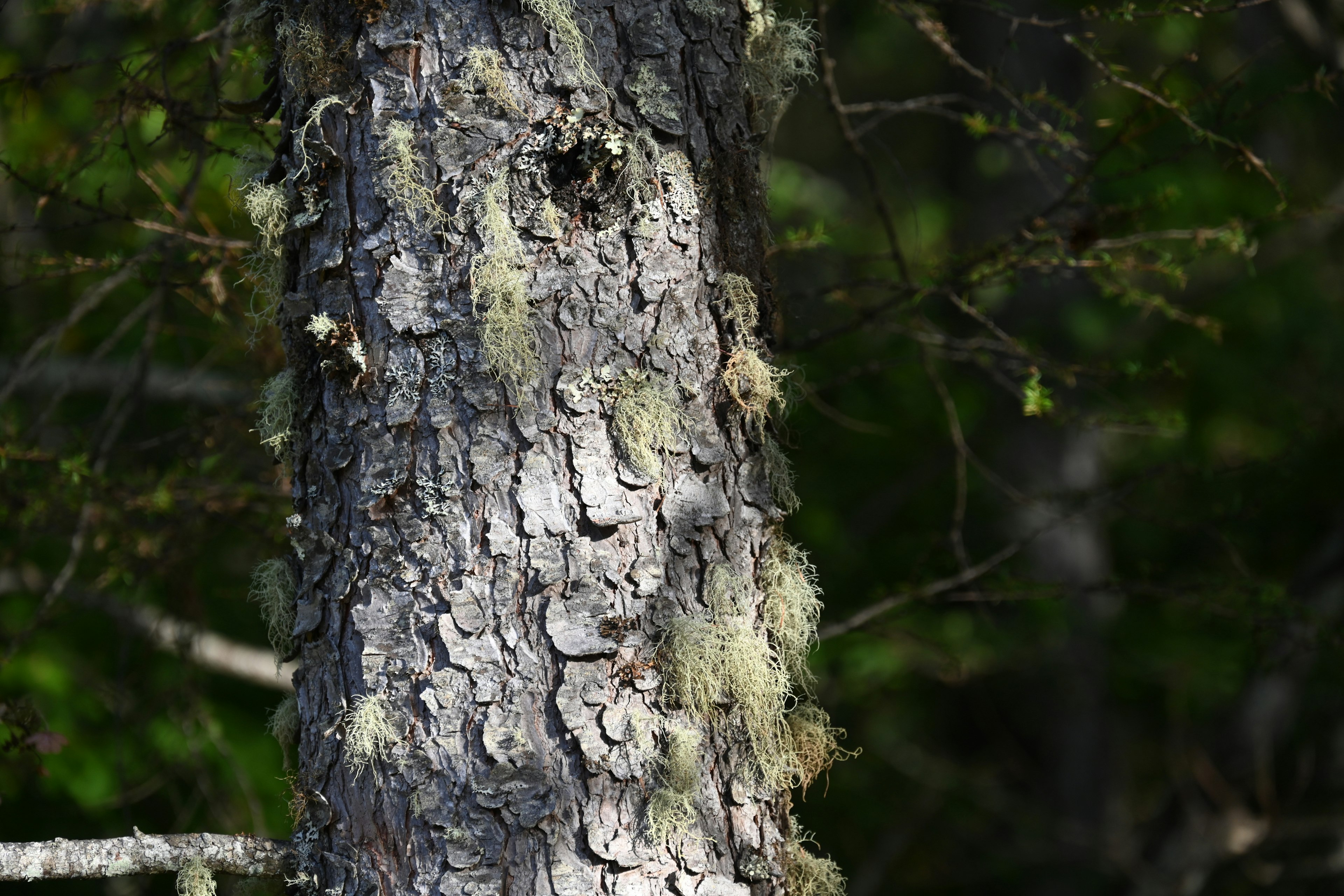 Texture of tree bark with moss growing on it