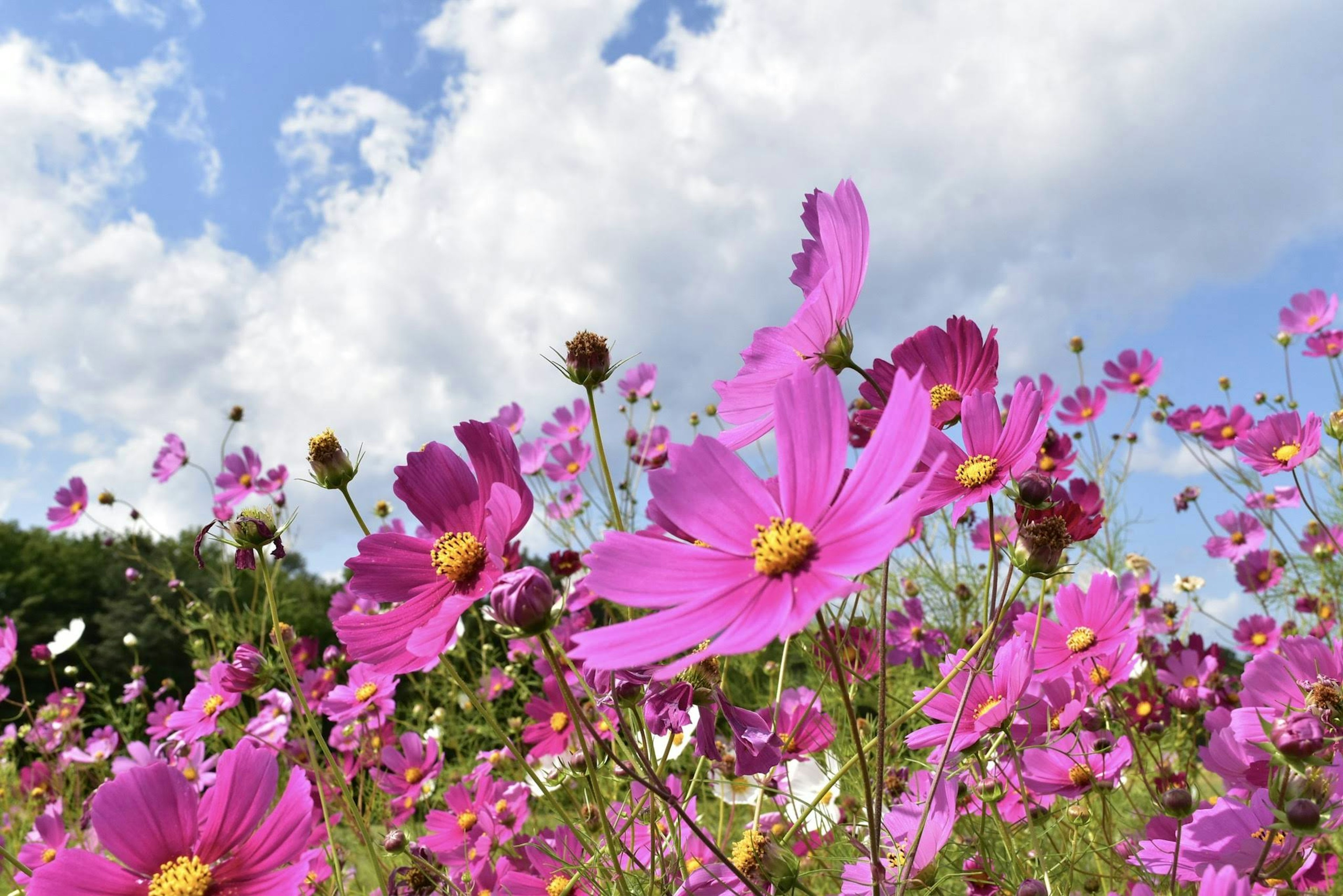 Vibrant pink cosmos flowers against a blue sky