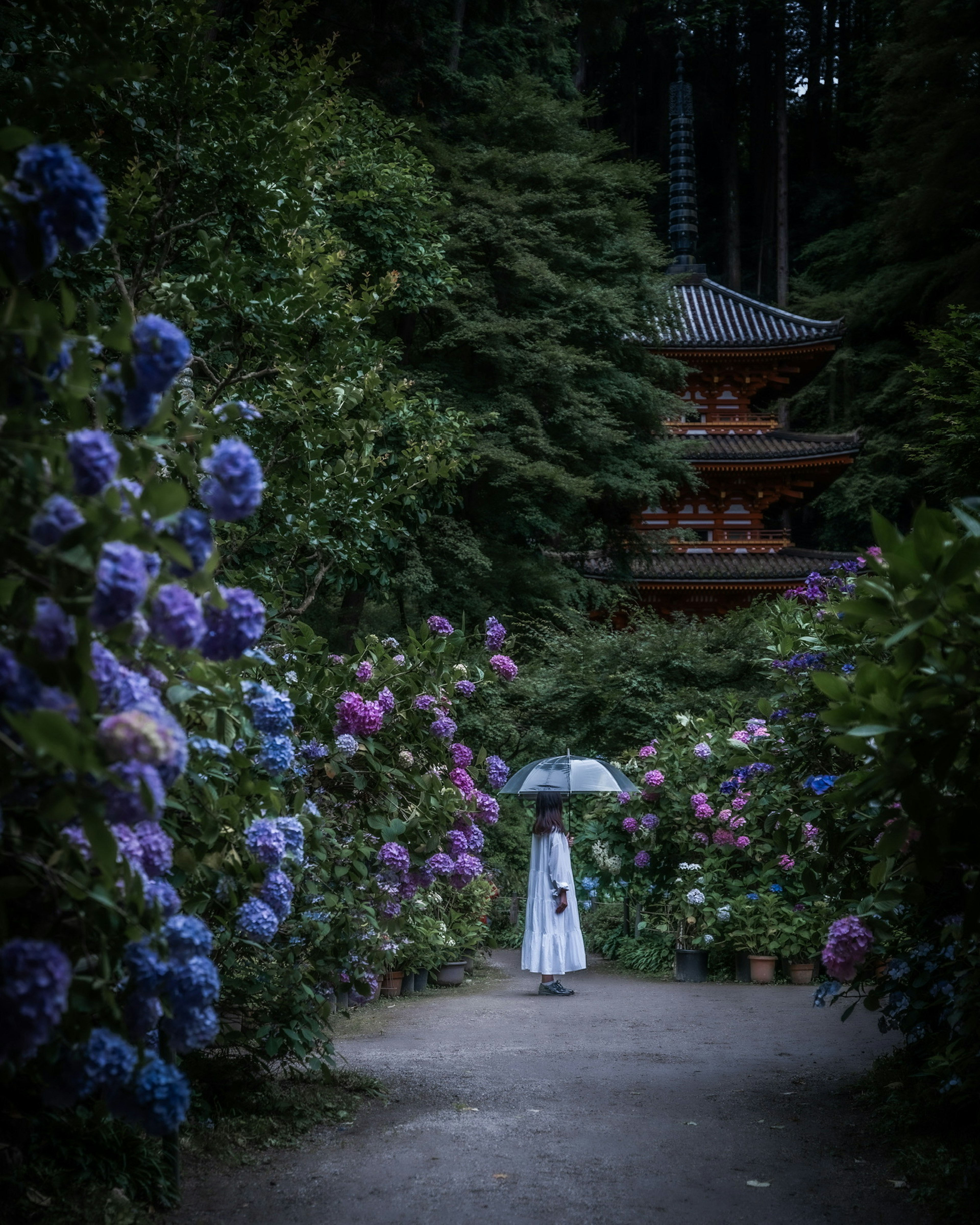 A woman in white attire holding an umbrella walking along a path surrounded by hydrangeas Traditional building in the background