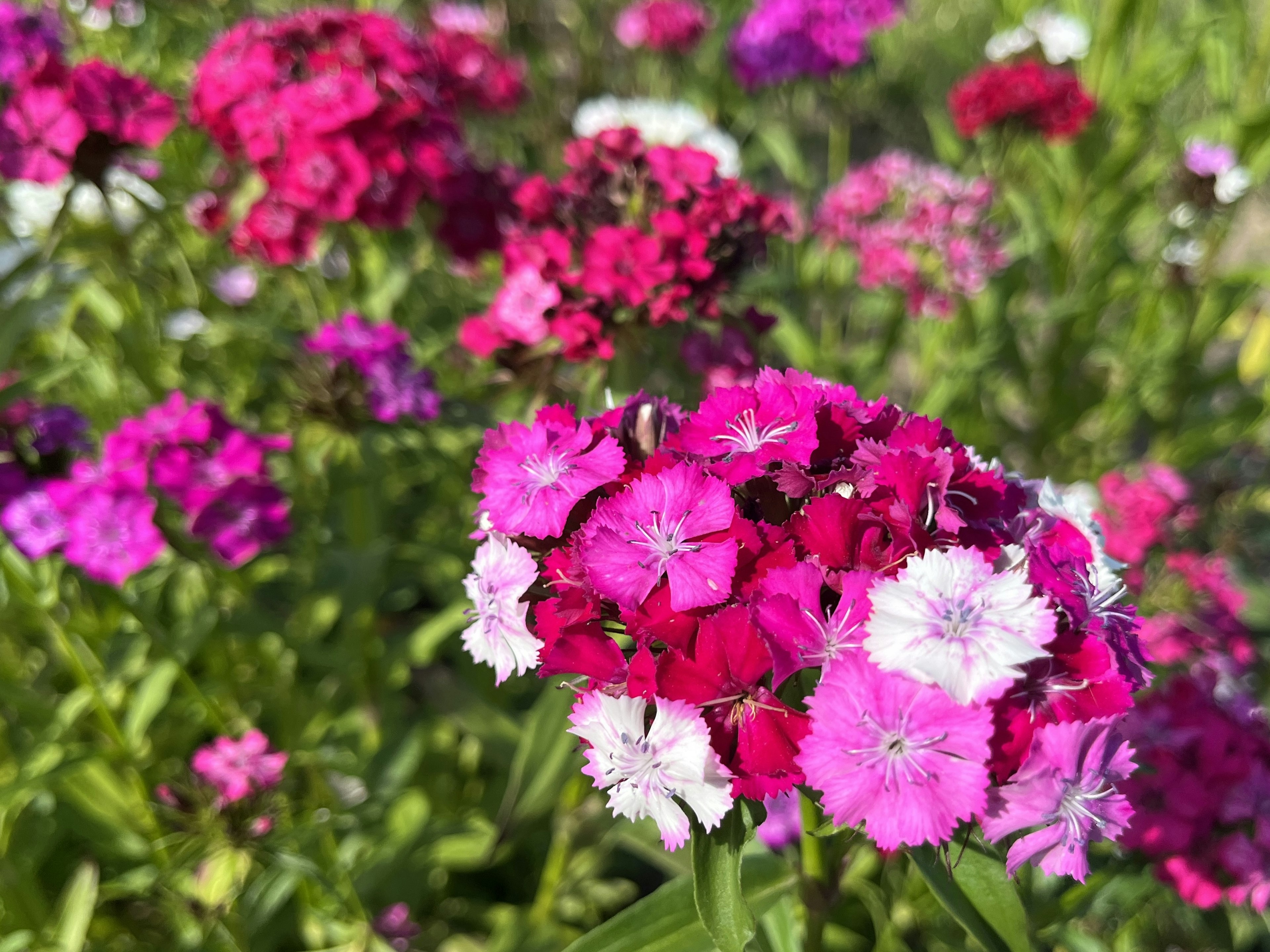 色とりどりの花が咲く風景 ピンクと白の花が目立つ