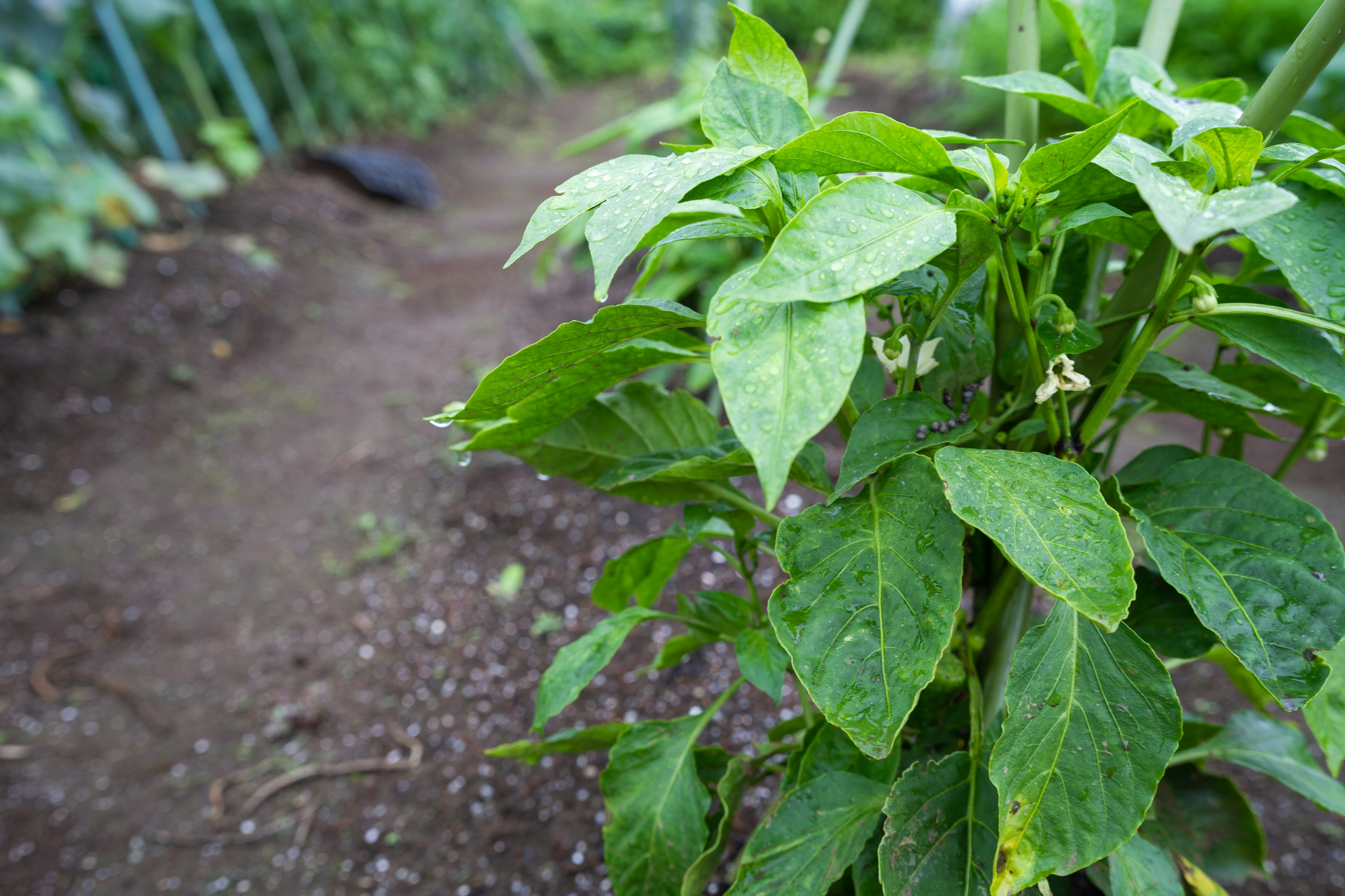 緑色の葉が生い茂る植物が土の上に立っている