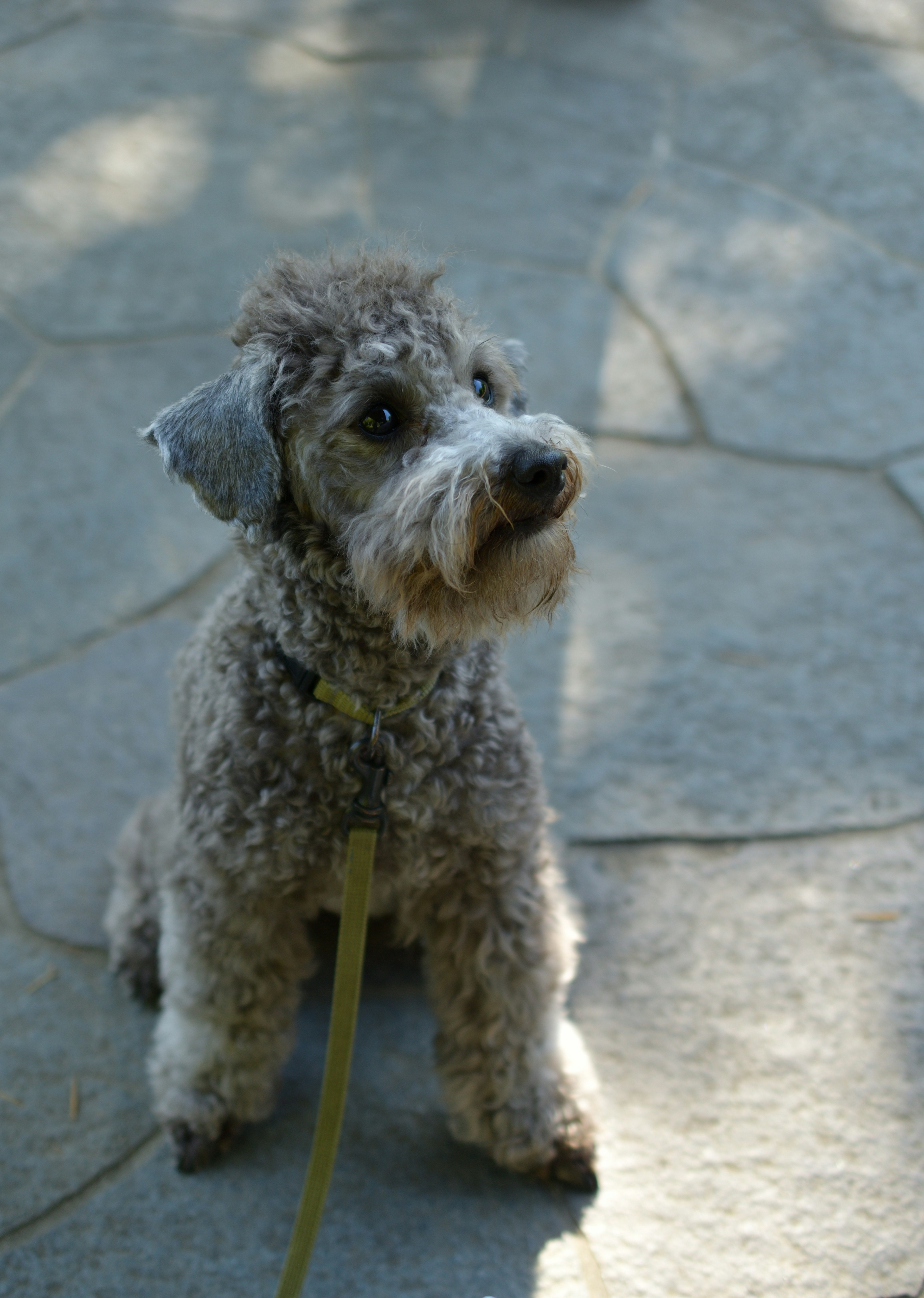 A gray-haired dog sitting on a stone pathway