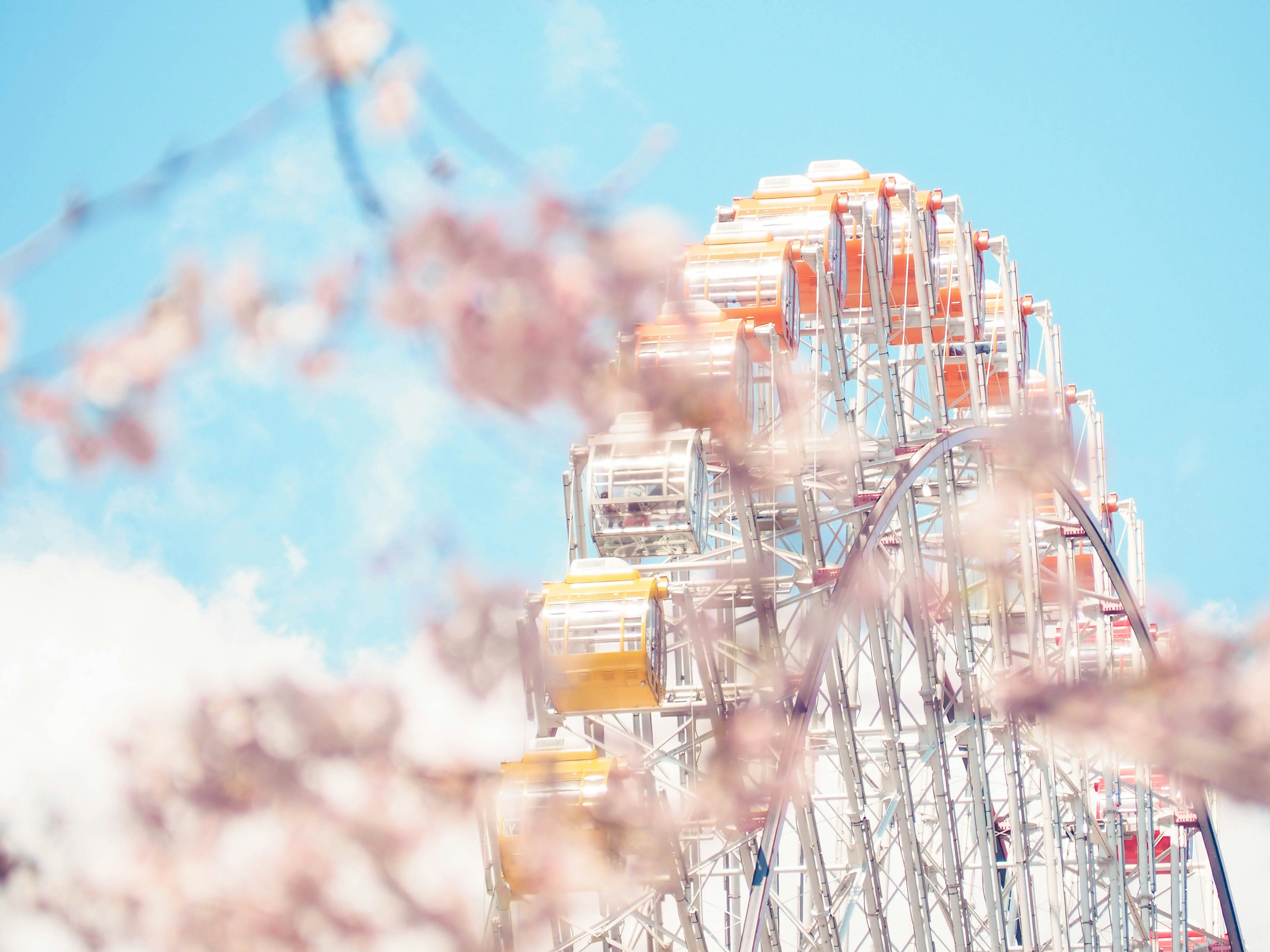 Kincir angin terlihat melalui bunga sakura dan langit biru