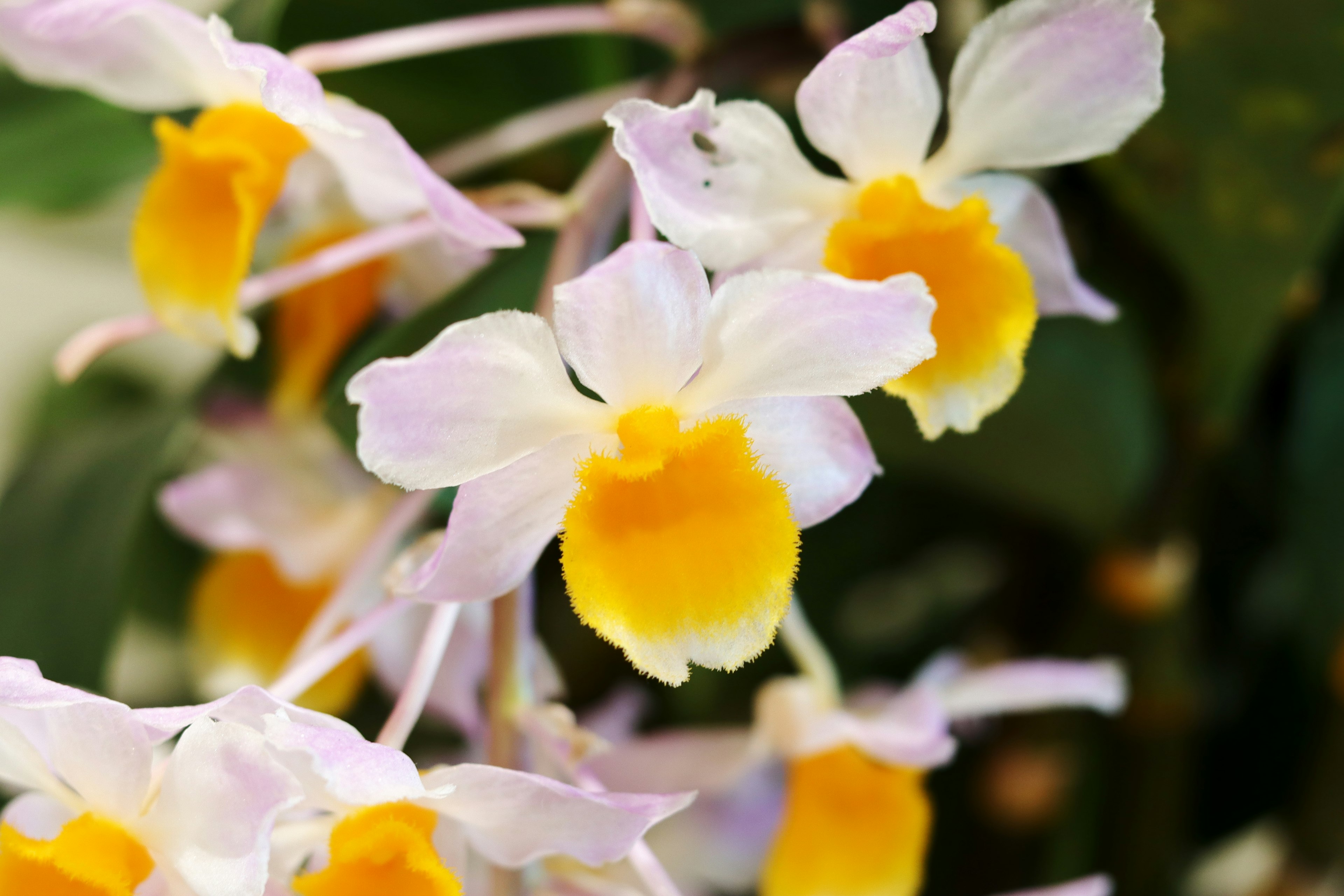 Flores blancas con centros amarillos que contrastan con un fondo verde