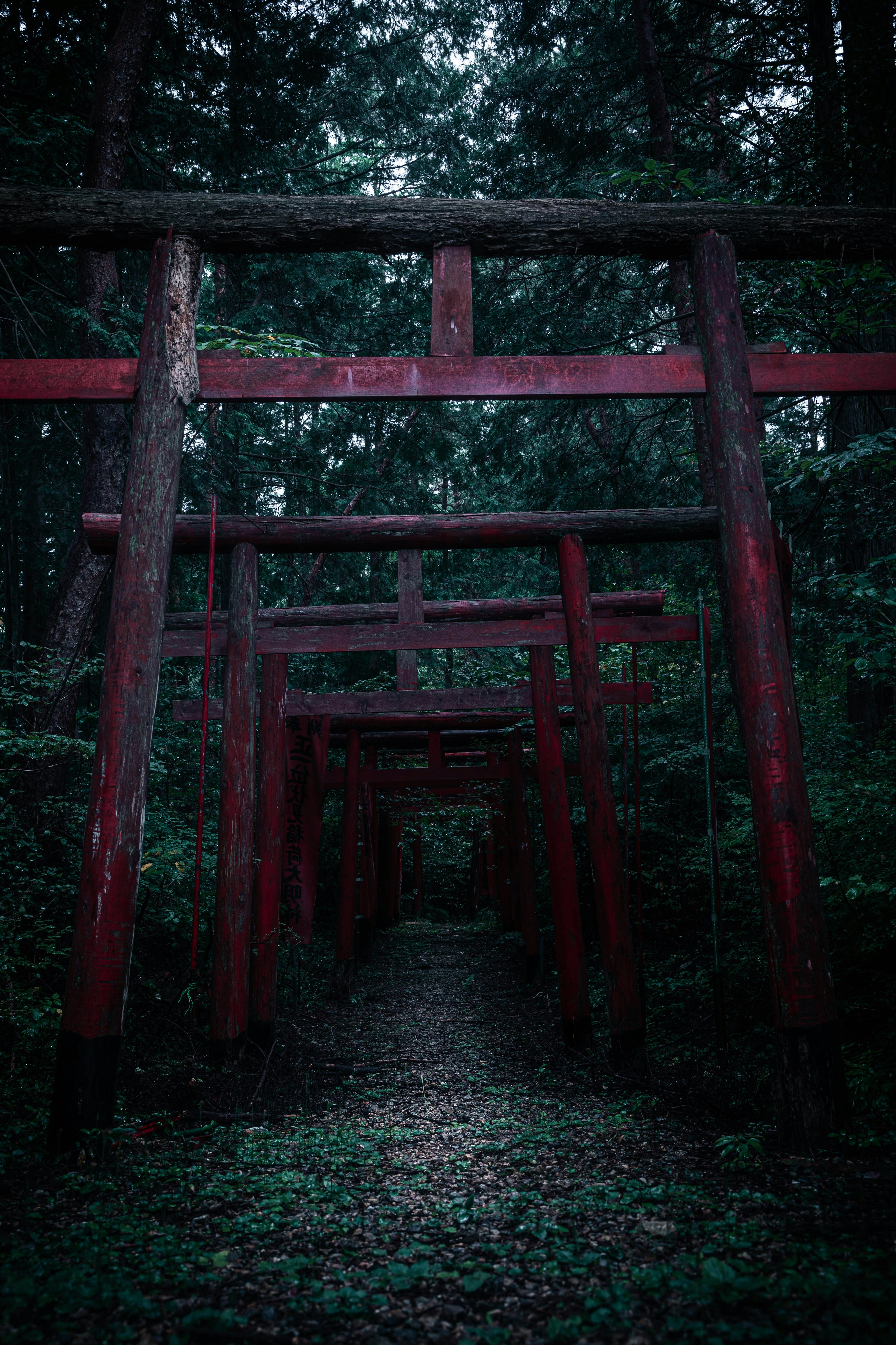 暗い森の中にある赤い鳥居の道