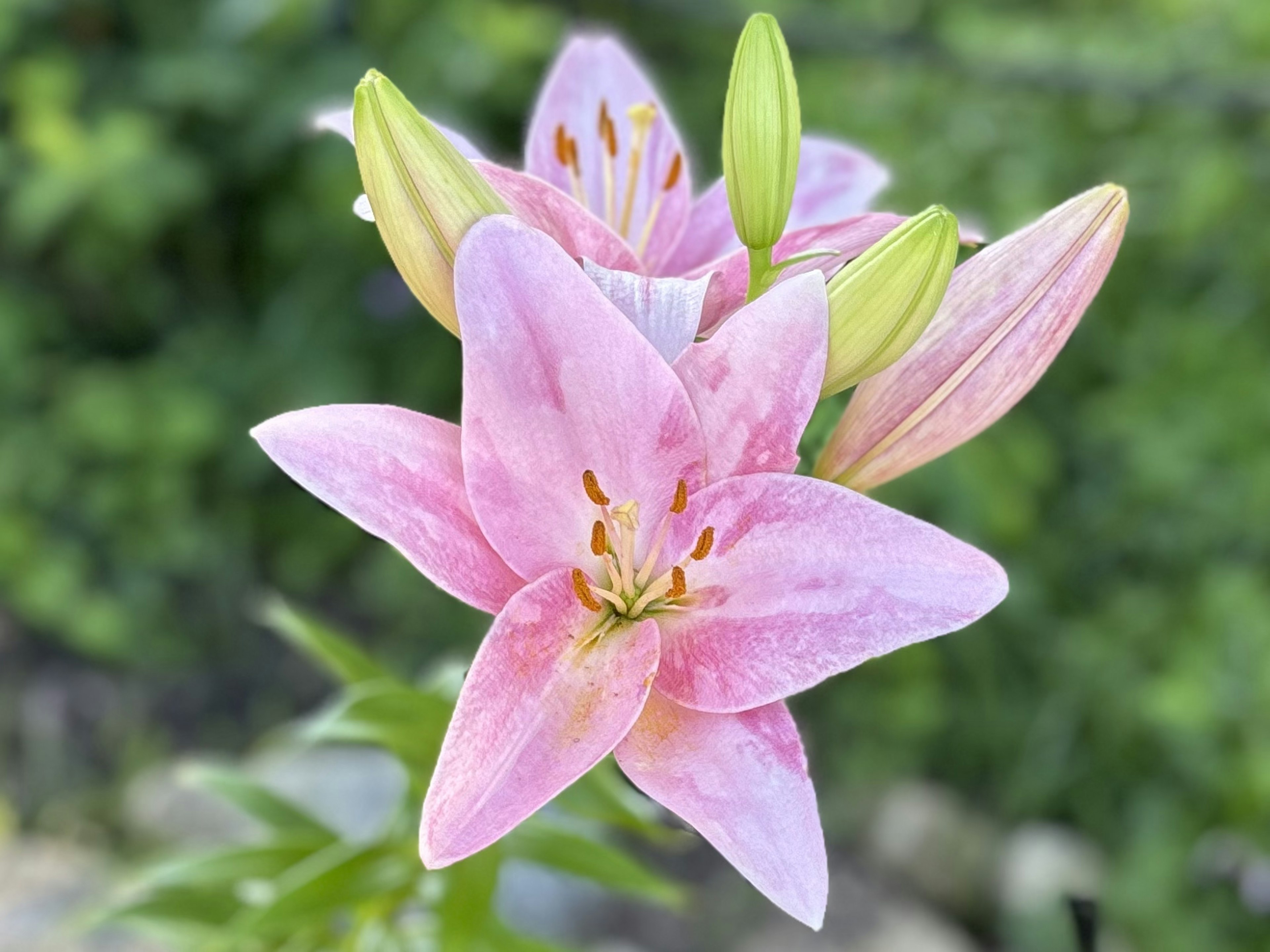 美しいピンクのユリの花が咲いている背景には緑の葉が広がっている