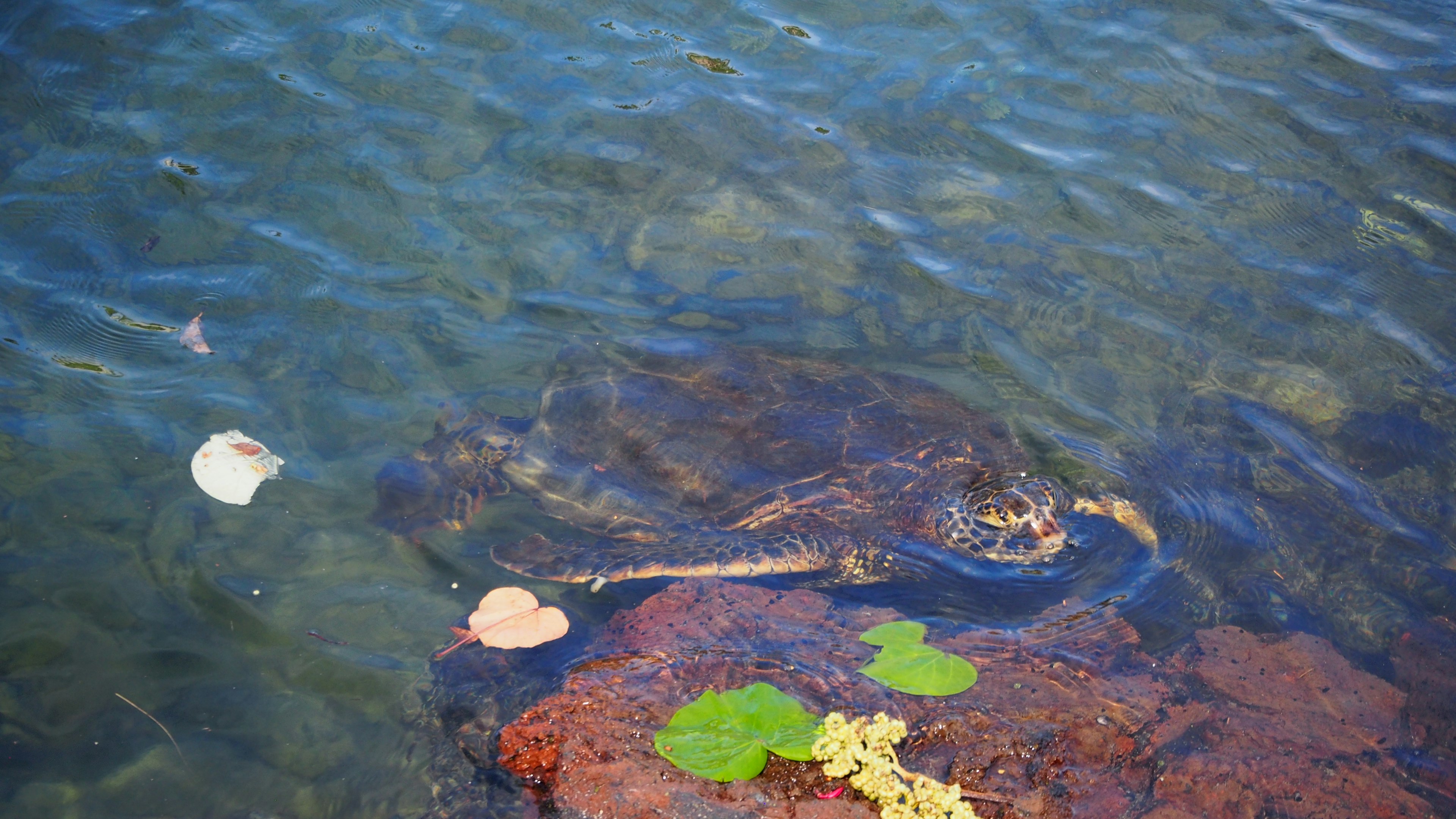 宁静的水景，水面上漂浮着岩石和绿色植物