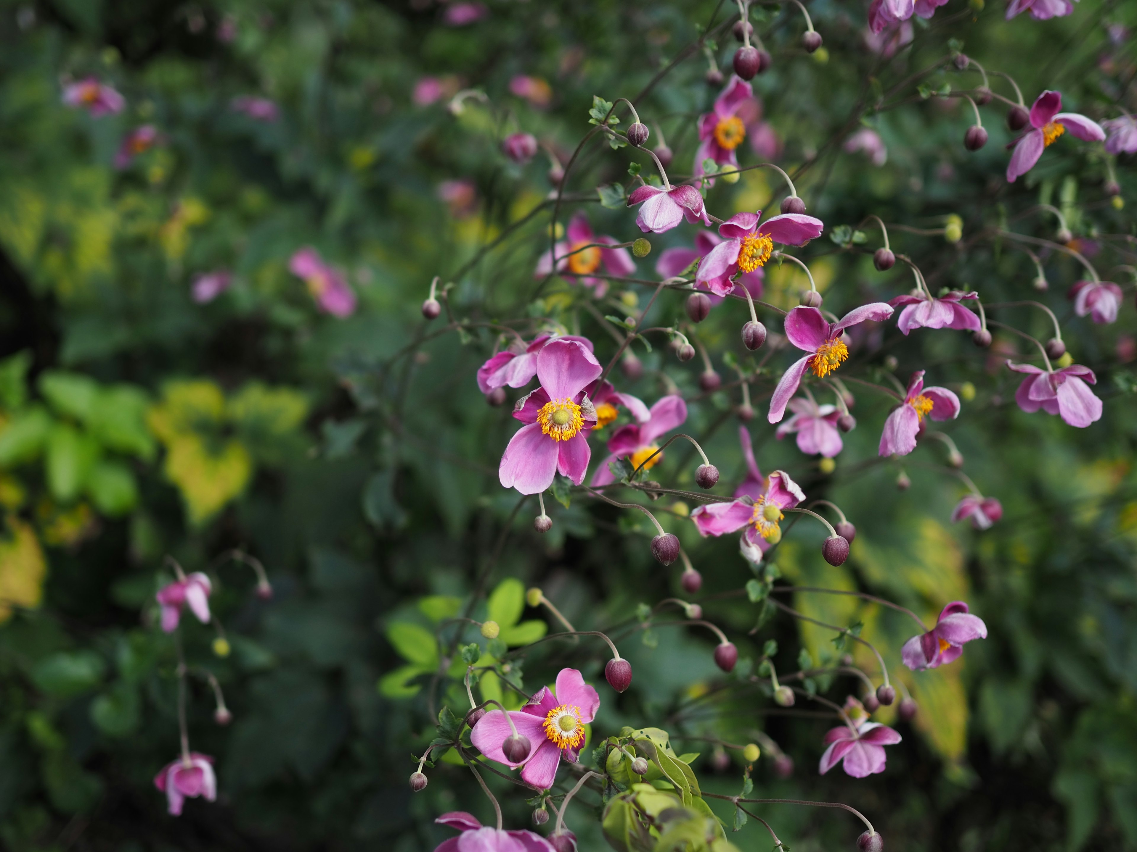 緑豊かな背景に咲くピンク色の花びらの花