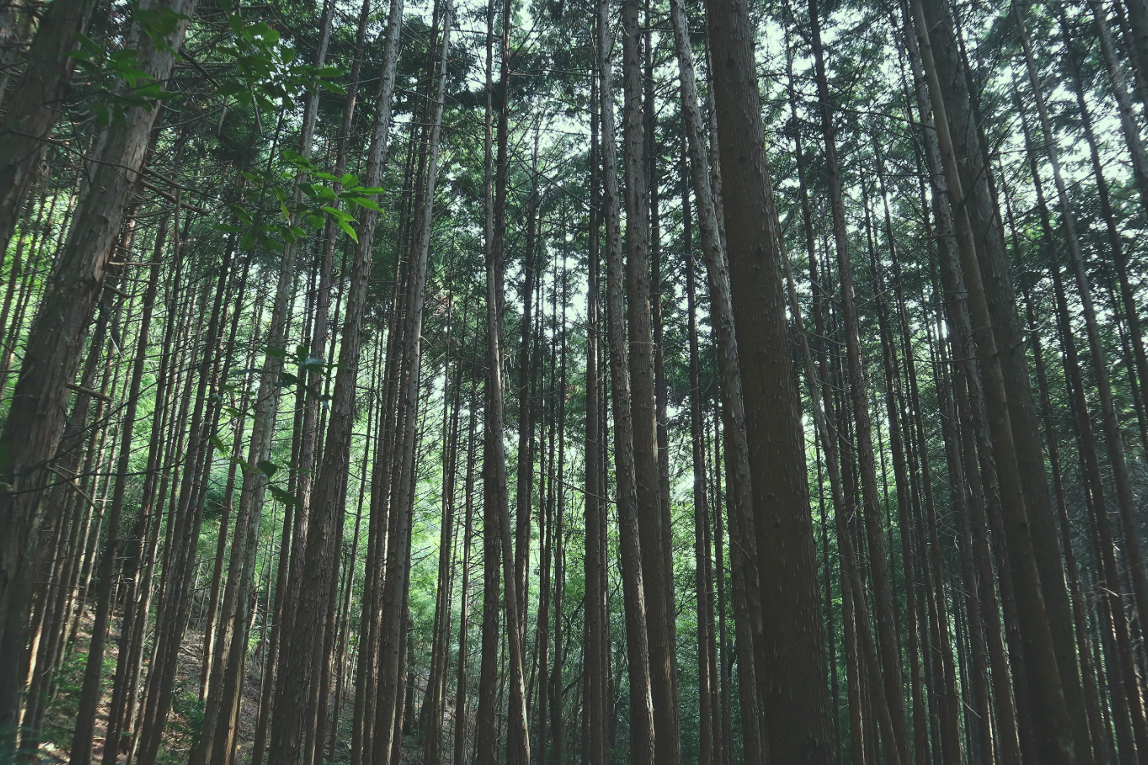 Tall trees in a dense green forest