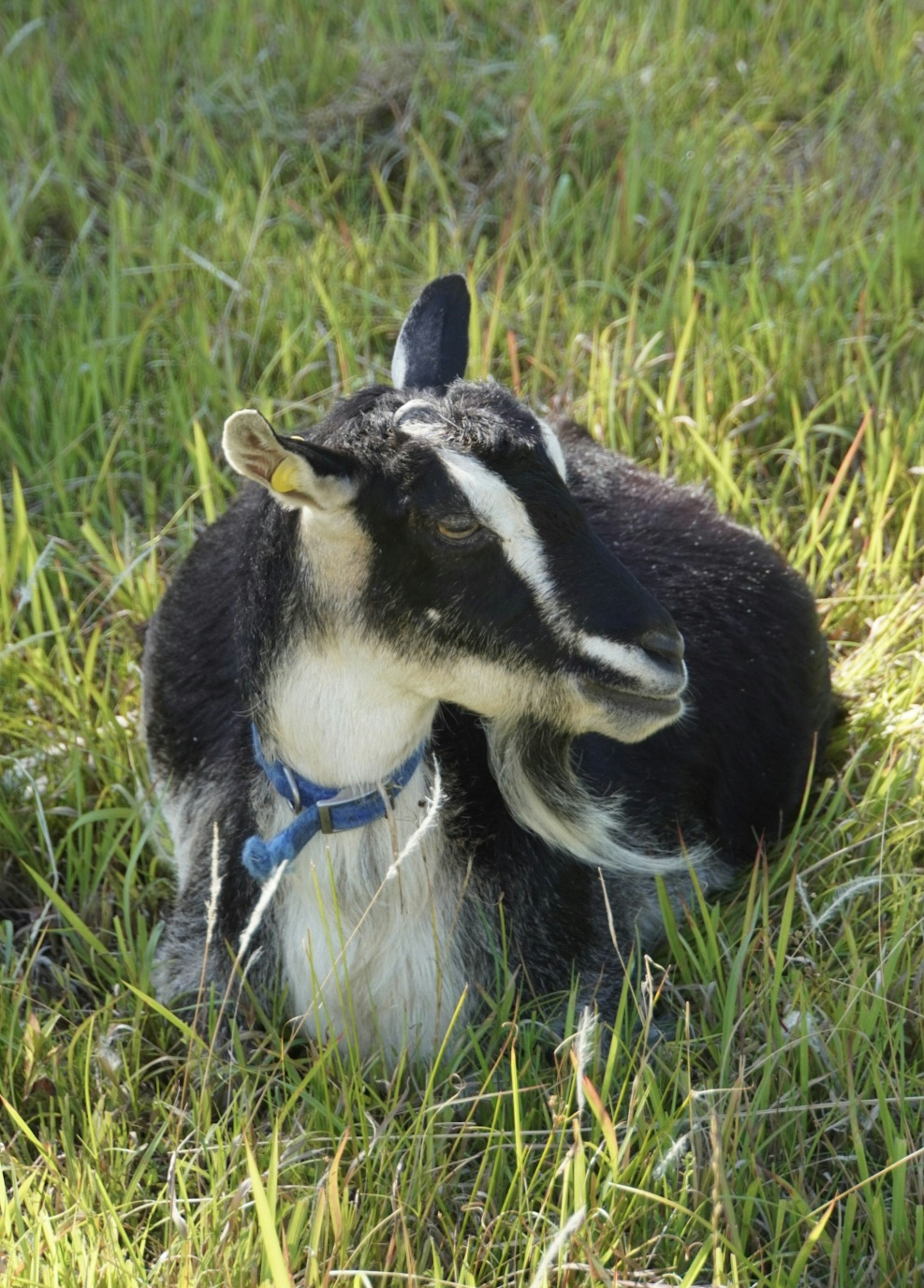 Seekor kambing hitam beristirahat di rumput pada hari yang cerah