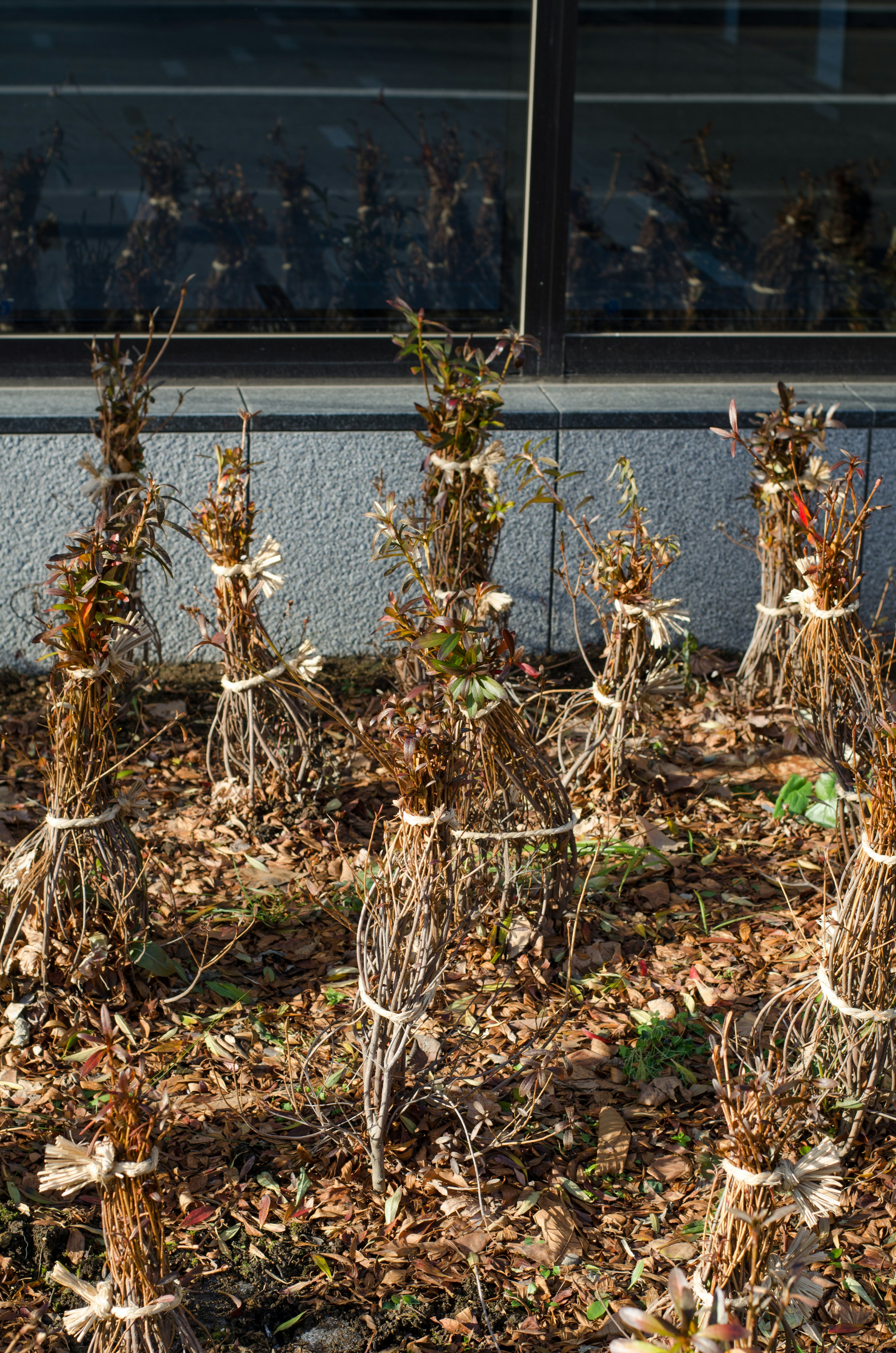 枯れた植物の束が地面に立っている様子