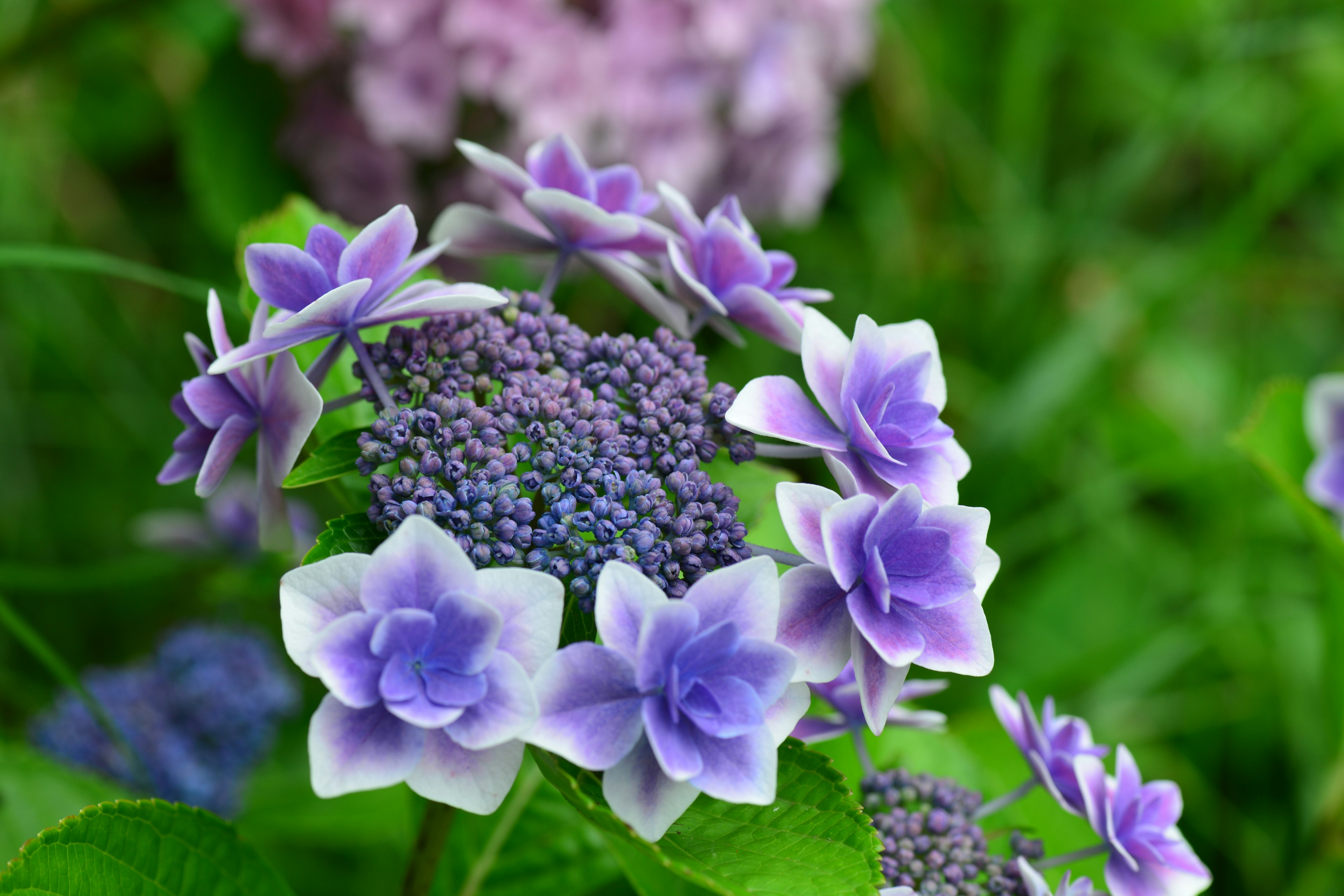 Primer plano de flores de hortensia en tonos morados