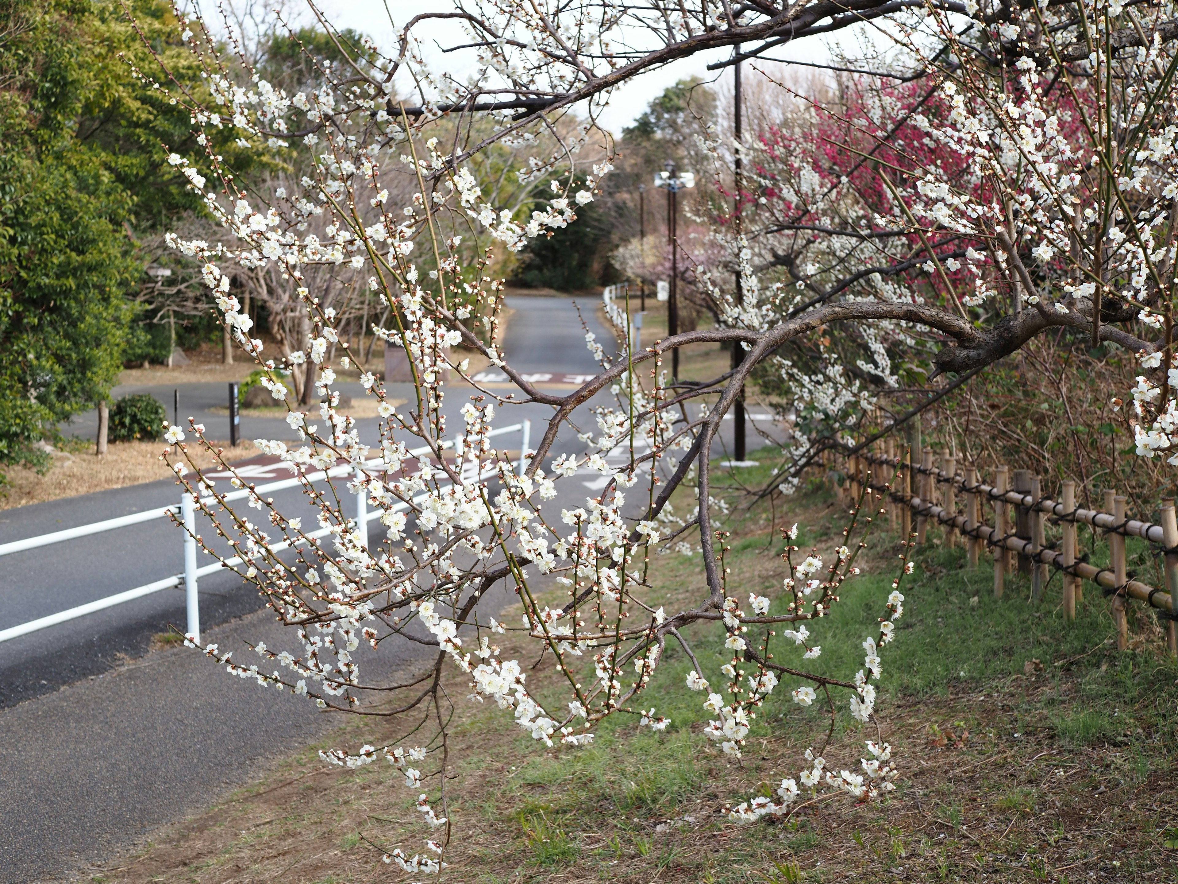 白い花が咲く枝と緑の草が広がる道