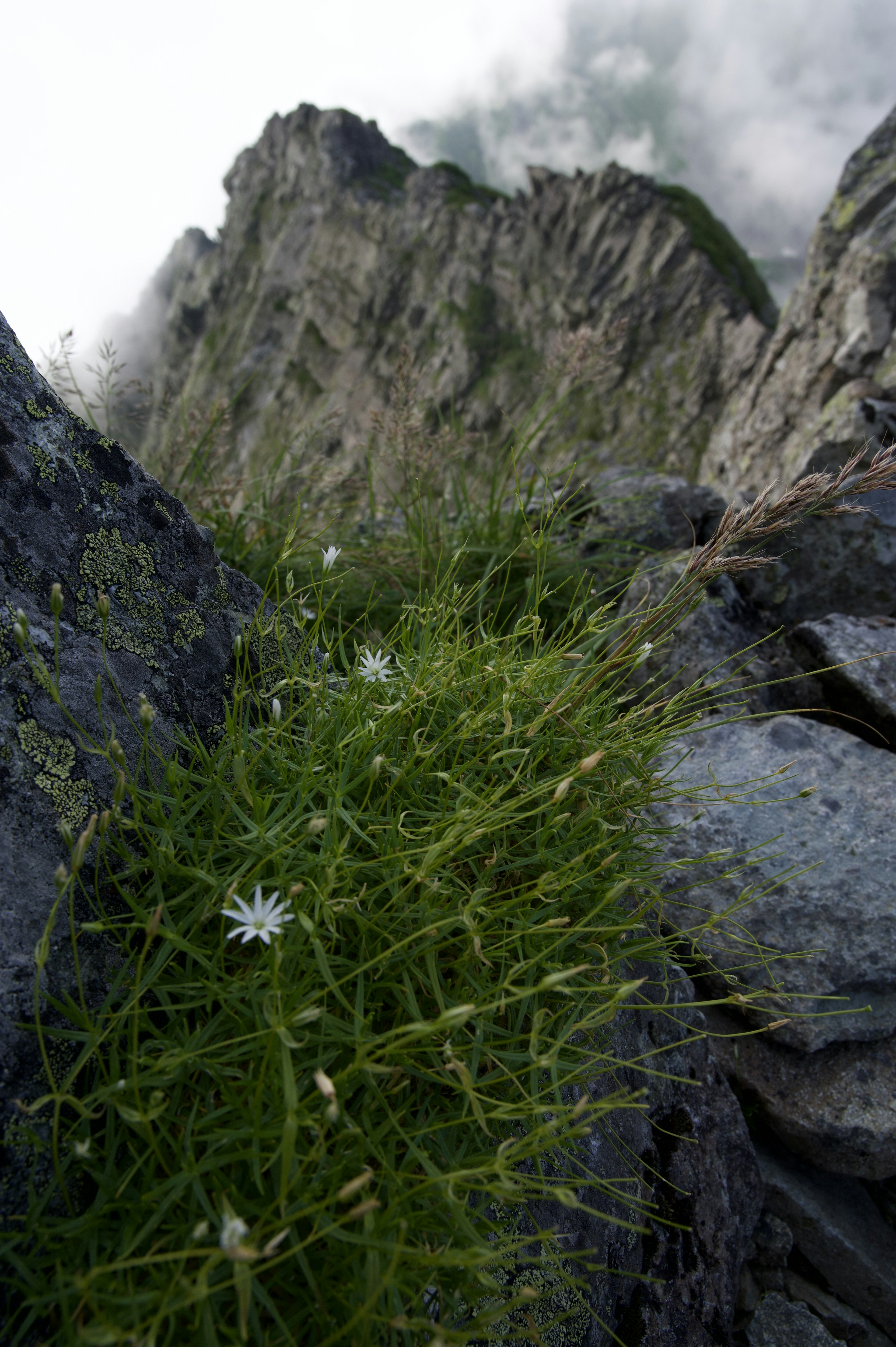 Paesaggio montano con fiori bianchi e erba verde che cresce tra le rocce