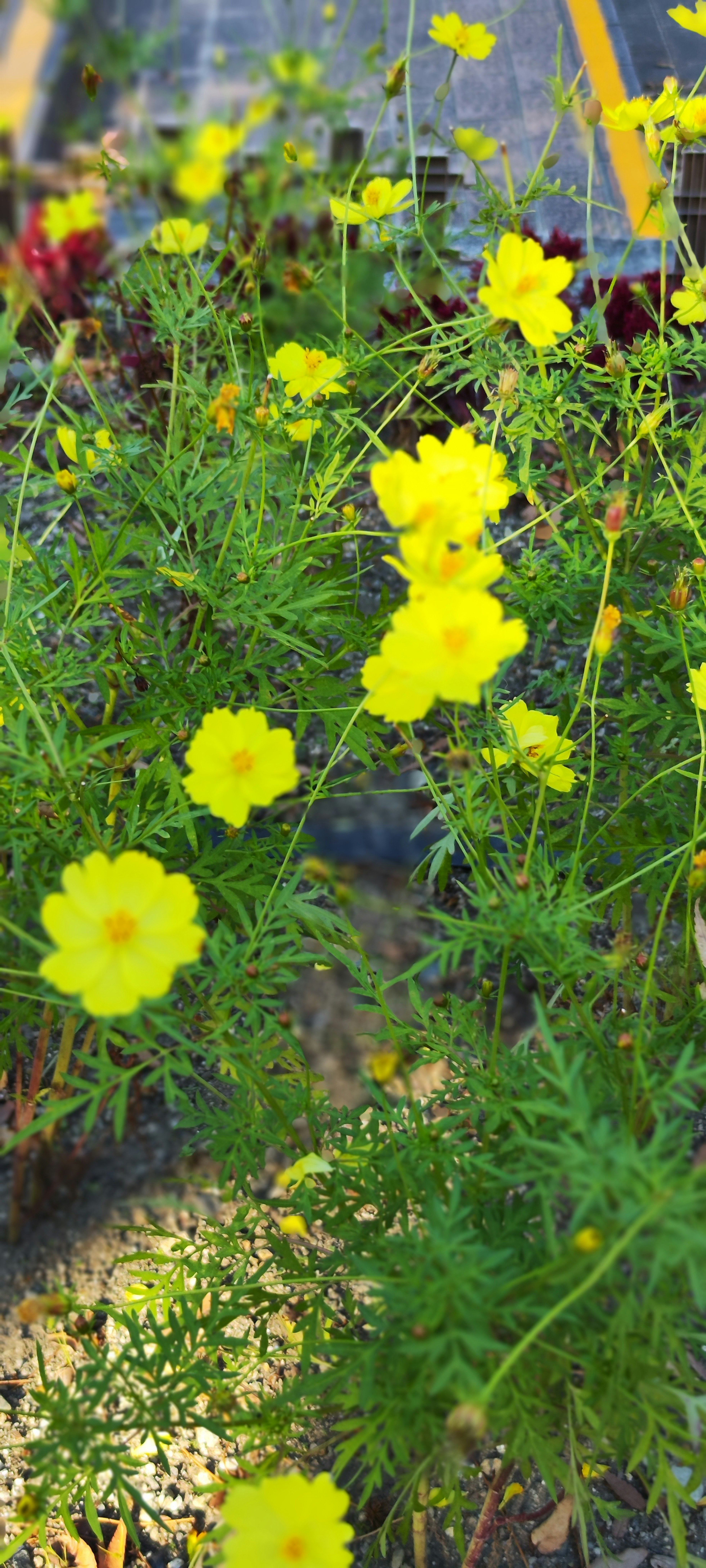 Raggruppamento di fiori gialli brillanti in un giardino