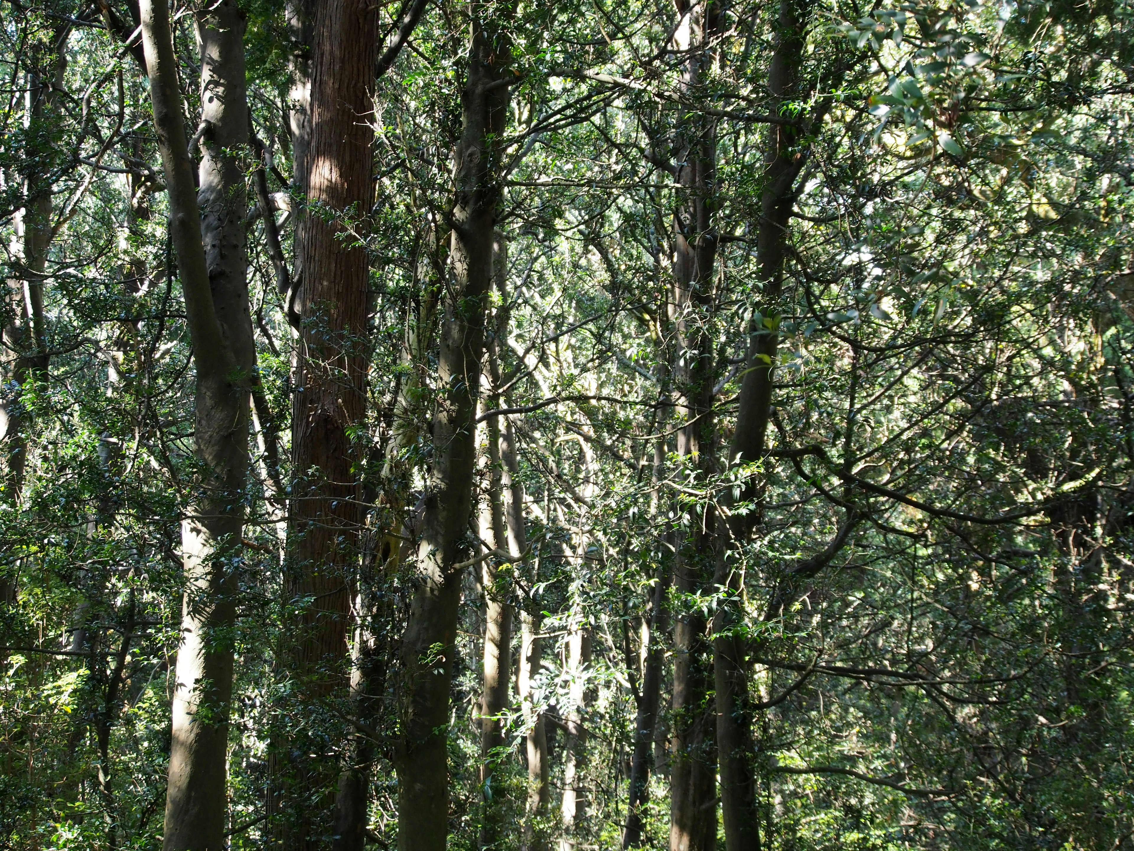 Lush green forest landscape with tall trees