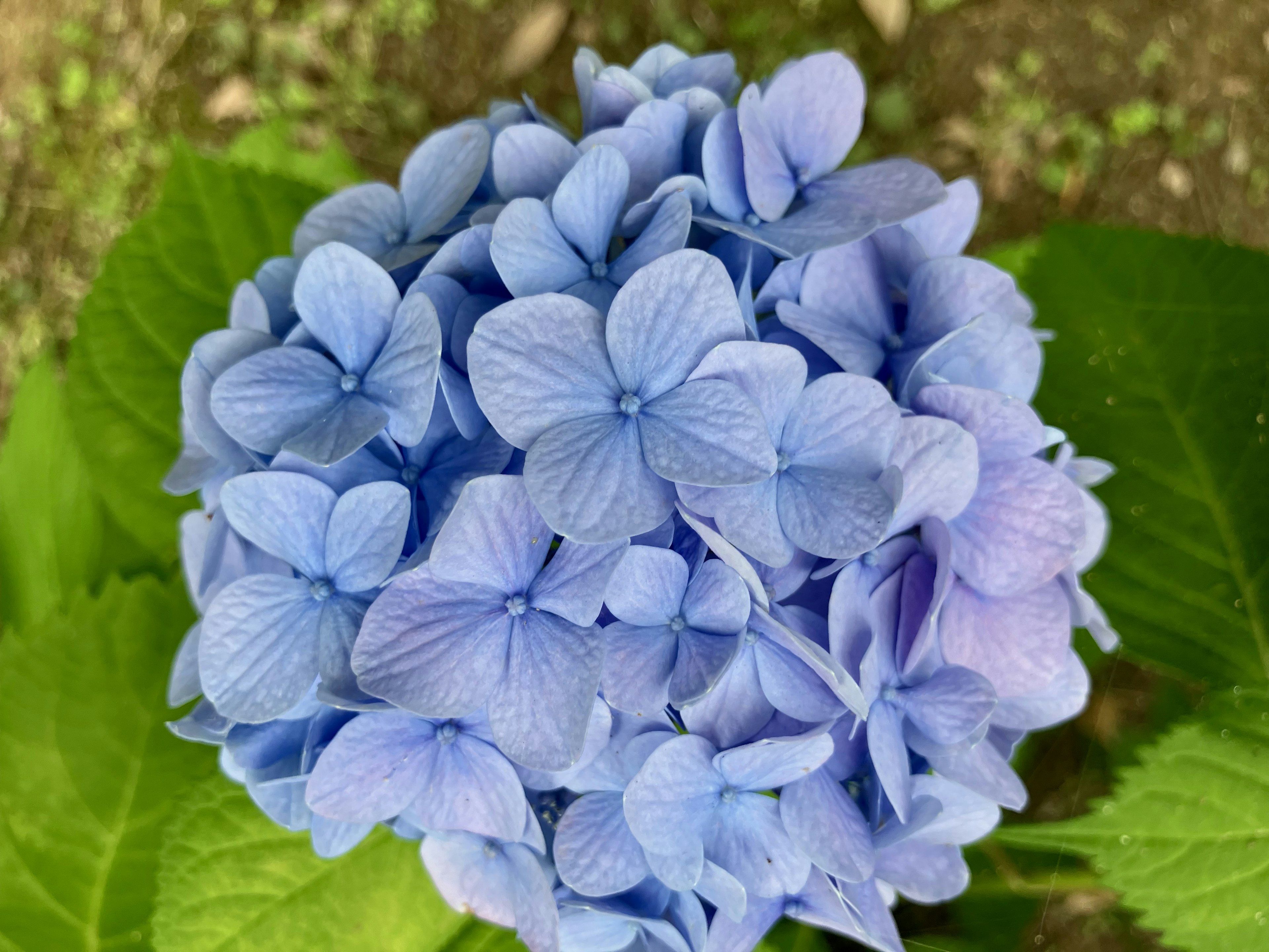 青い紫陽花の花のクローズアップ写真