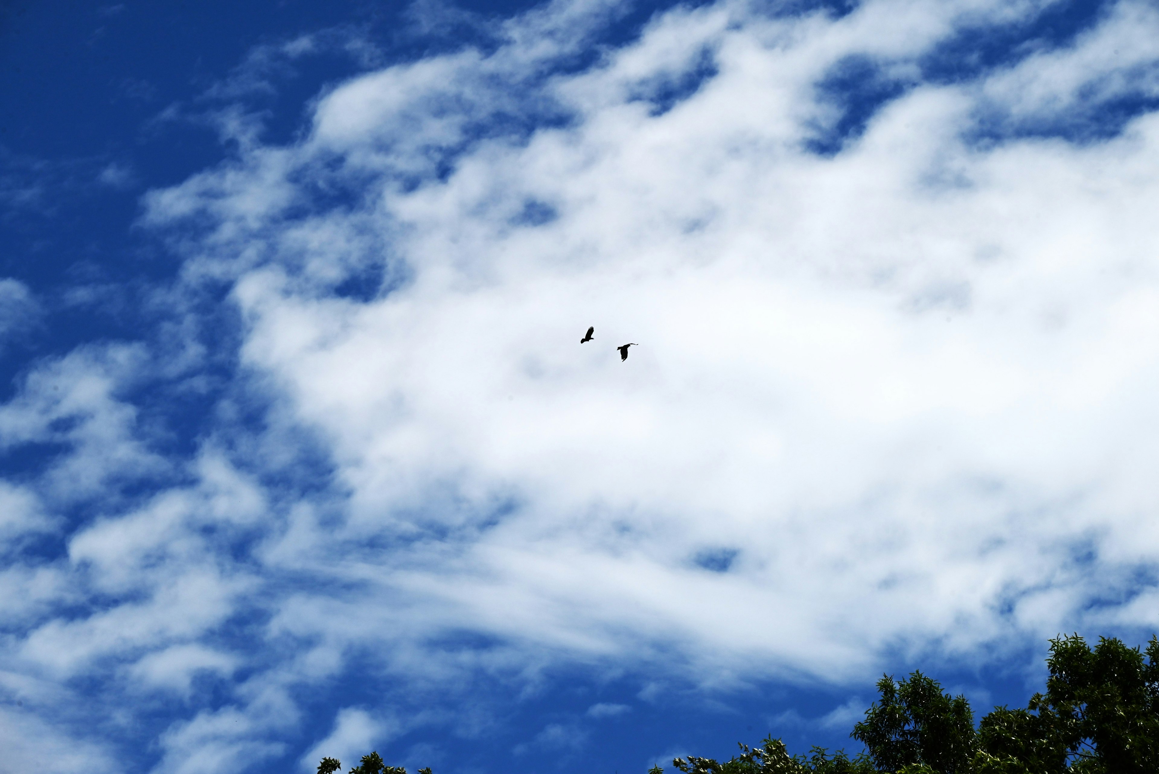 青空に浮かぶ白い雲と数羽の鳥