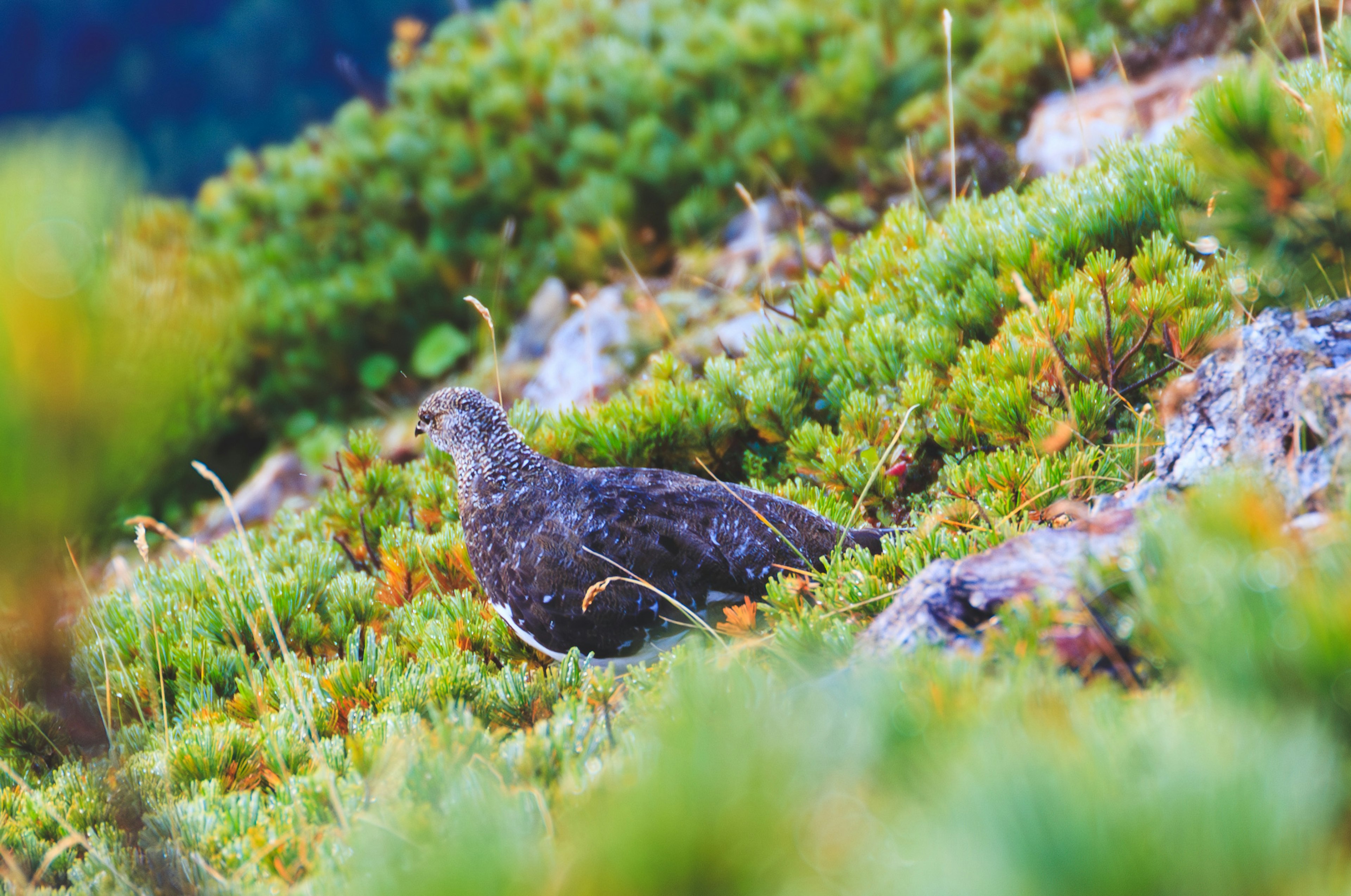 Burung coklat di antara lumut hijau dalam pengaturan alami