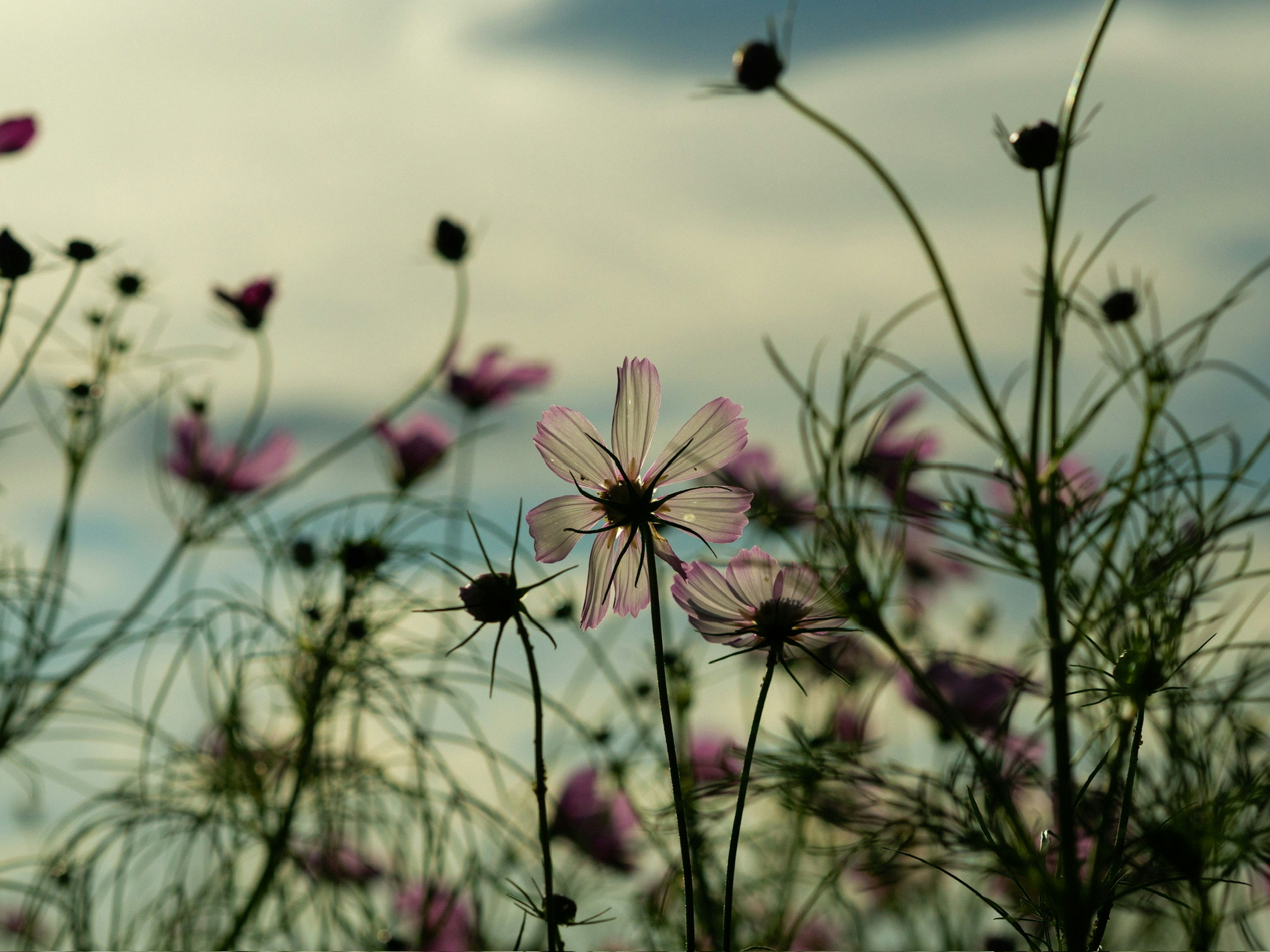 Silueta de flores en un campo contra un cielo crepuscular