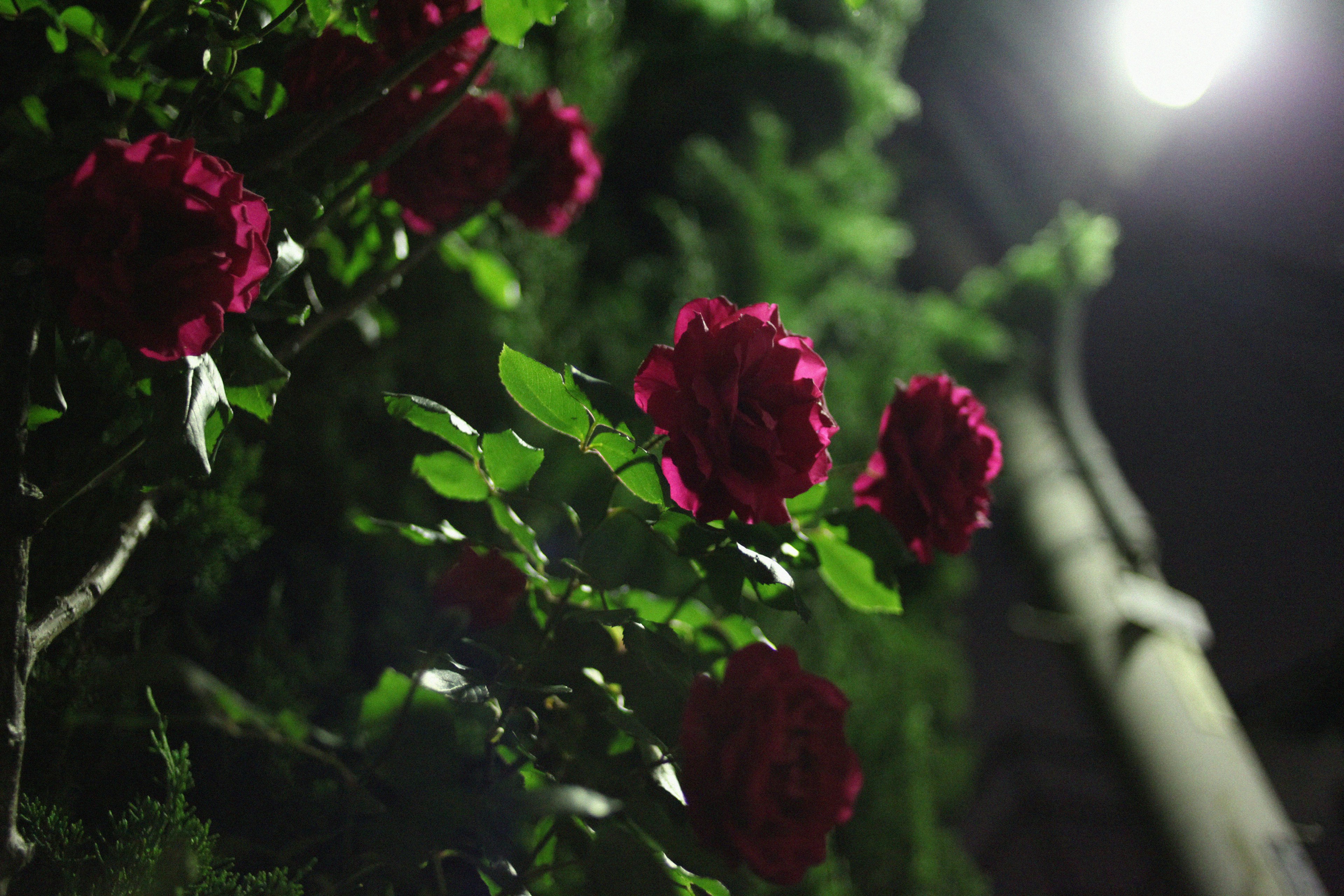 夜の街灯の下で咲く赤いバラの花