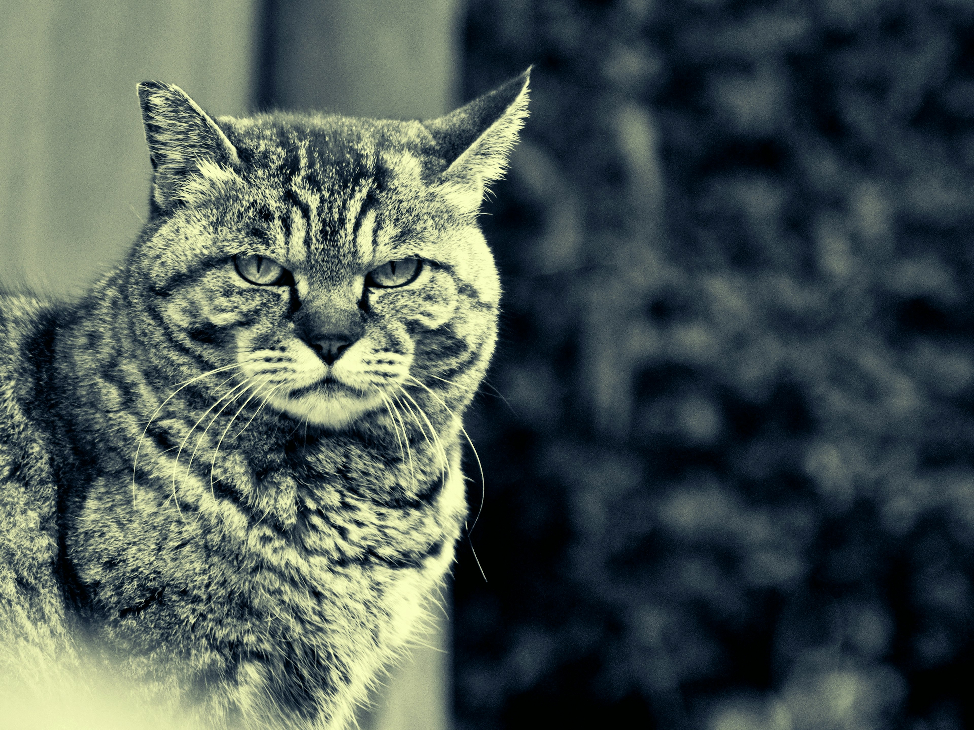 Primer plano de un gato en blanco y negro con ojos agudos y patrones únicos