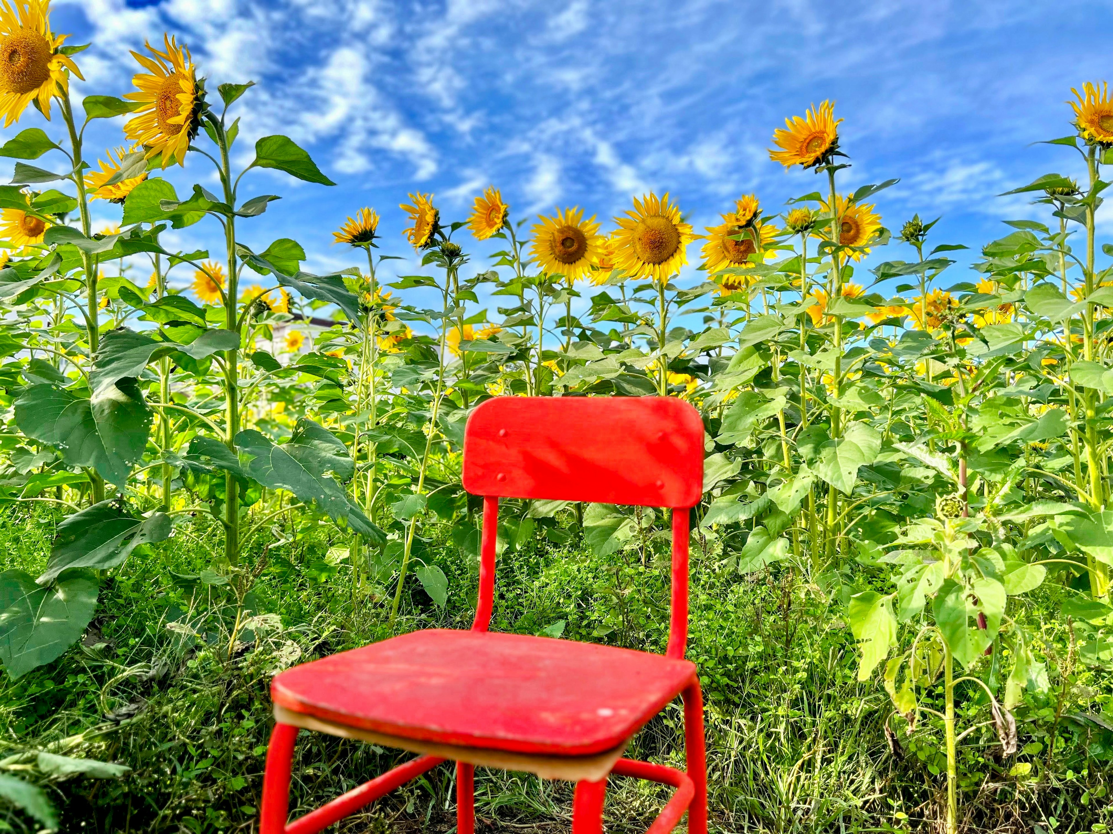 Una silla roja colocada entre un campo de girasoles bajo un cielo azul