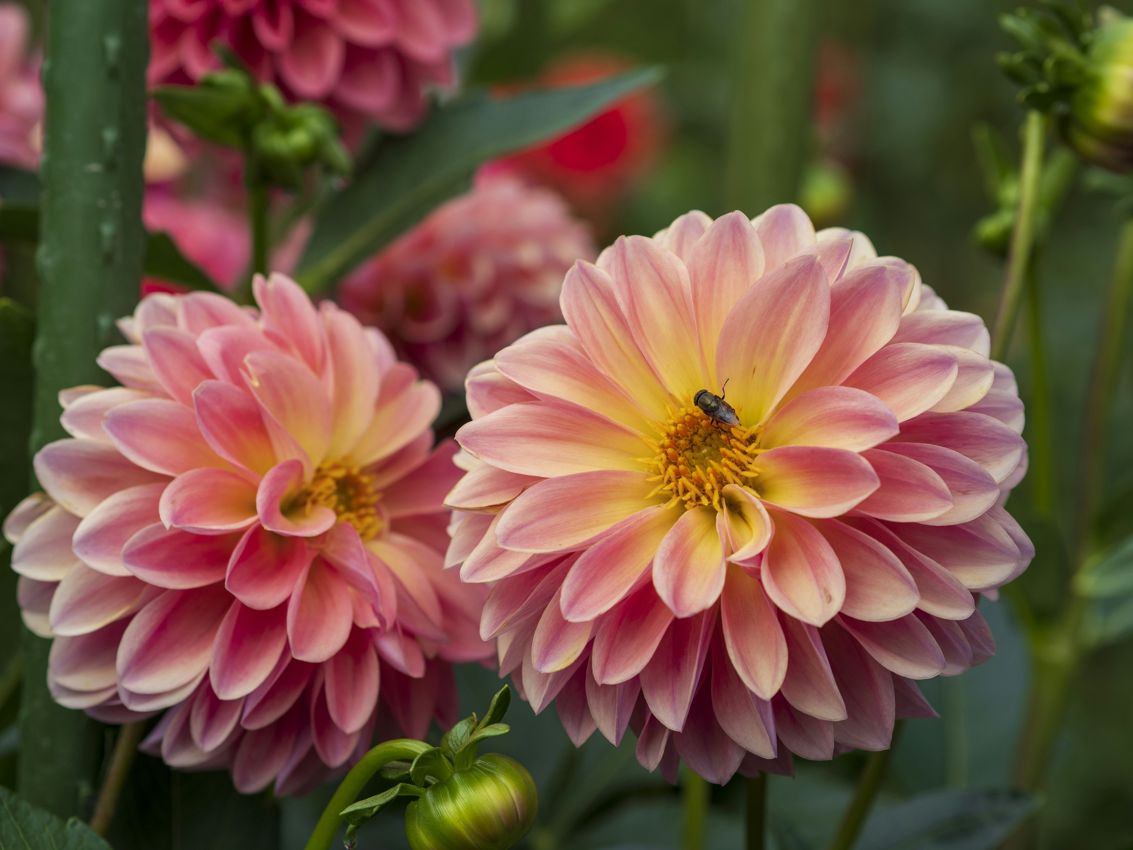 美しいピンクのダリアの花々が咲いている