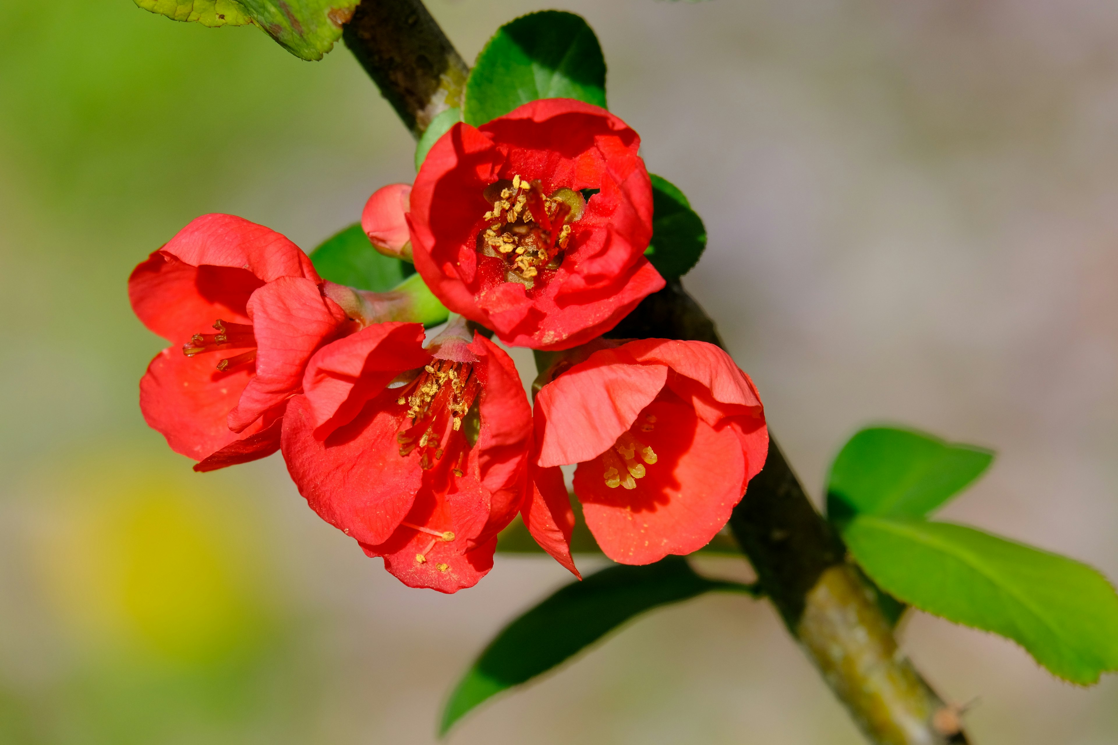 Close-up dari cabang dengan bunga merah cerah