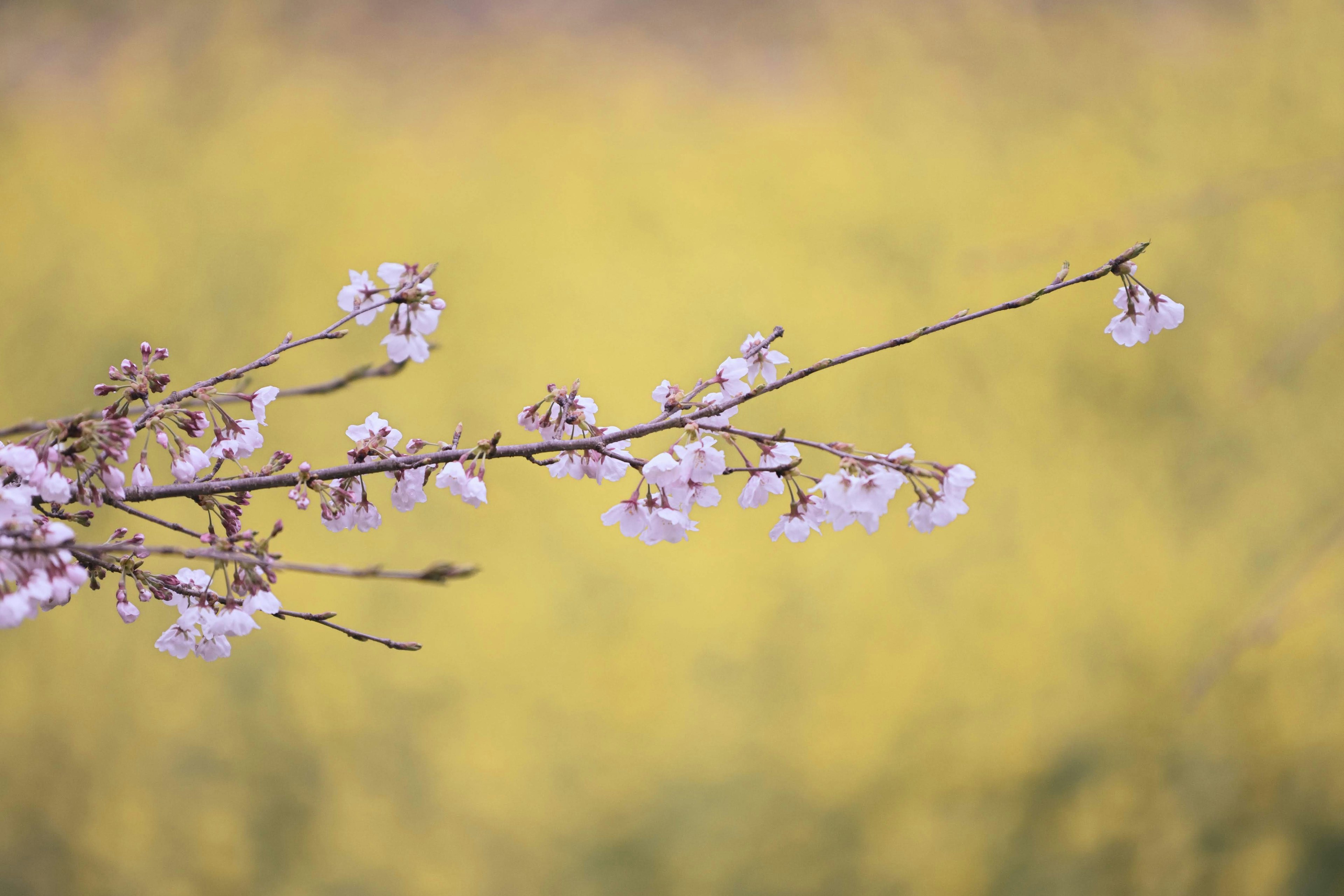 Cabang bunga sakura dengan latar belakang kuning