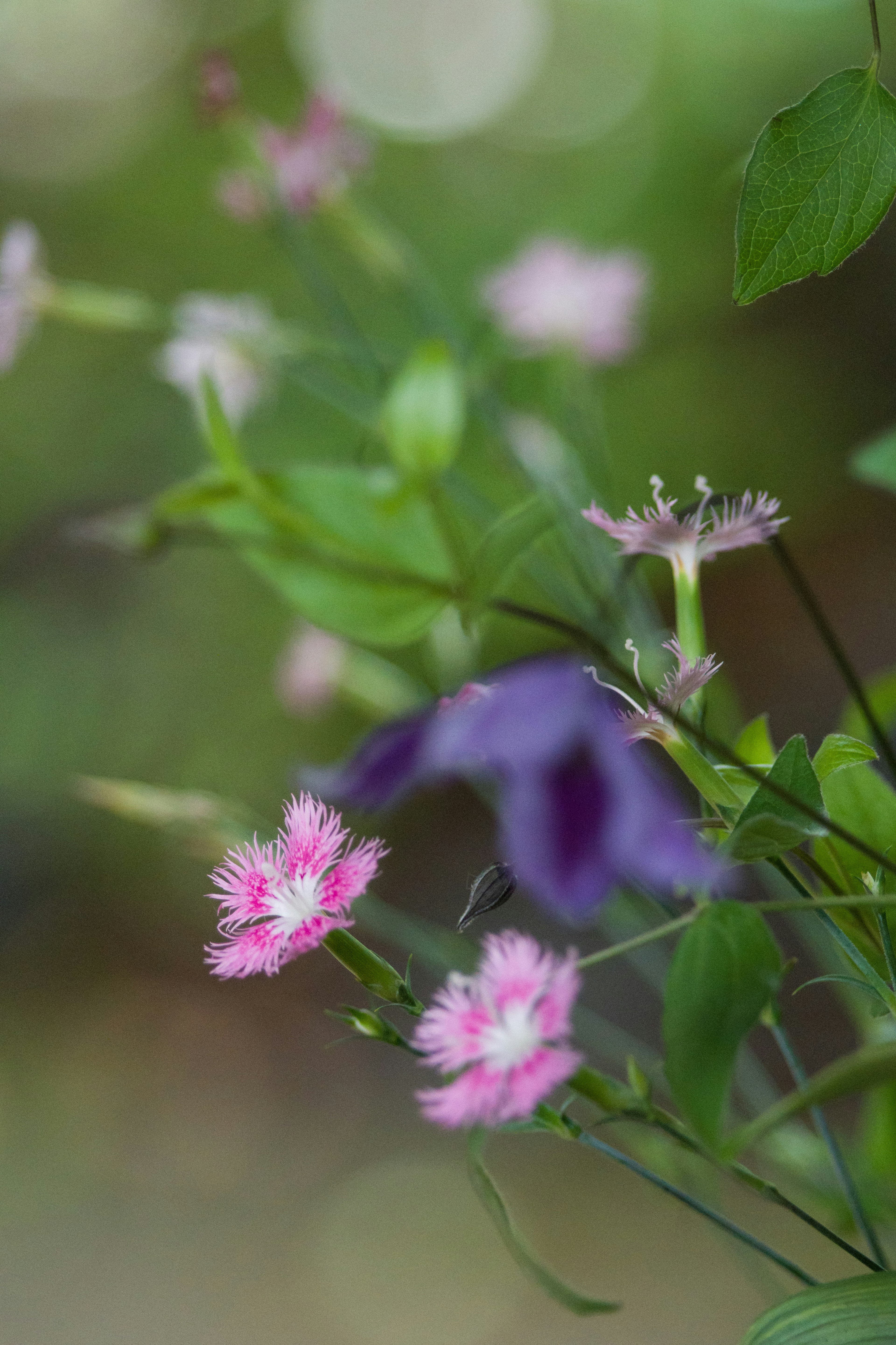 Fiori rosa e viola vivaci che sbocciano su uno sfondo verde