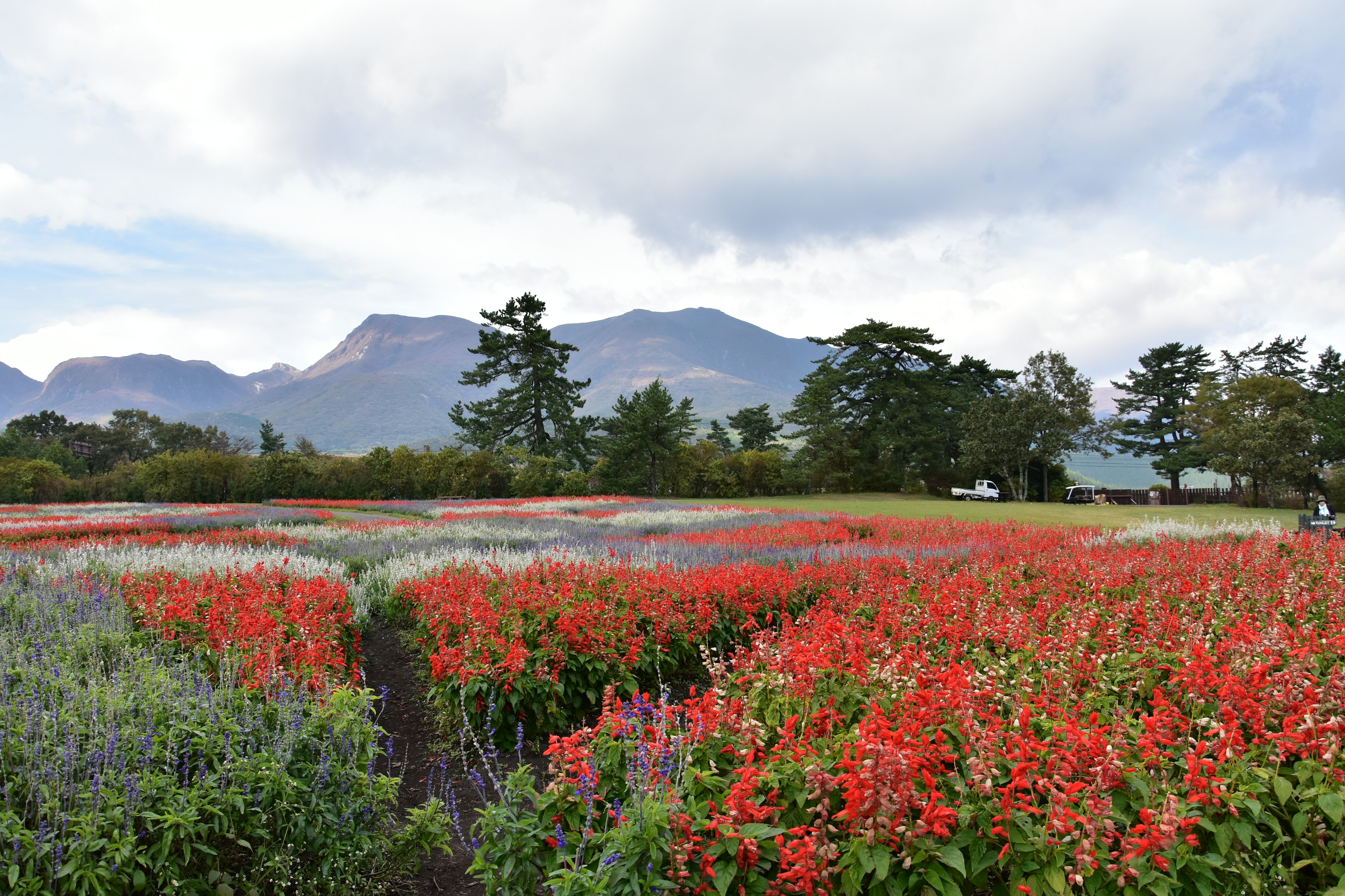 Campo de flores vibrantes con flores rojas y moradas frente a un fondo montañoso