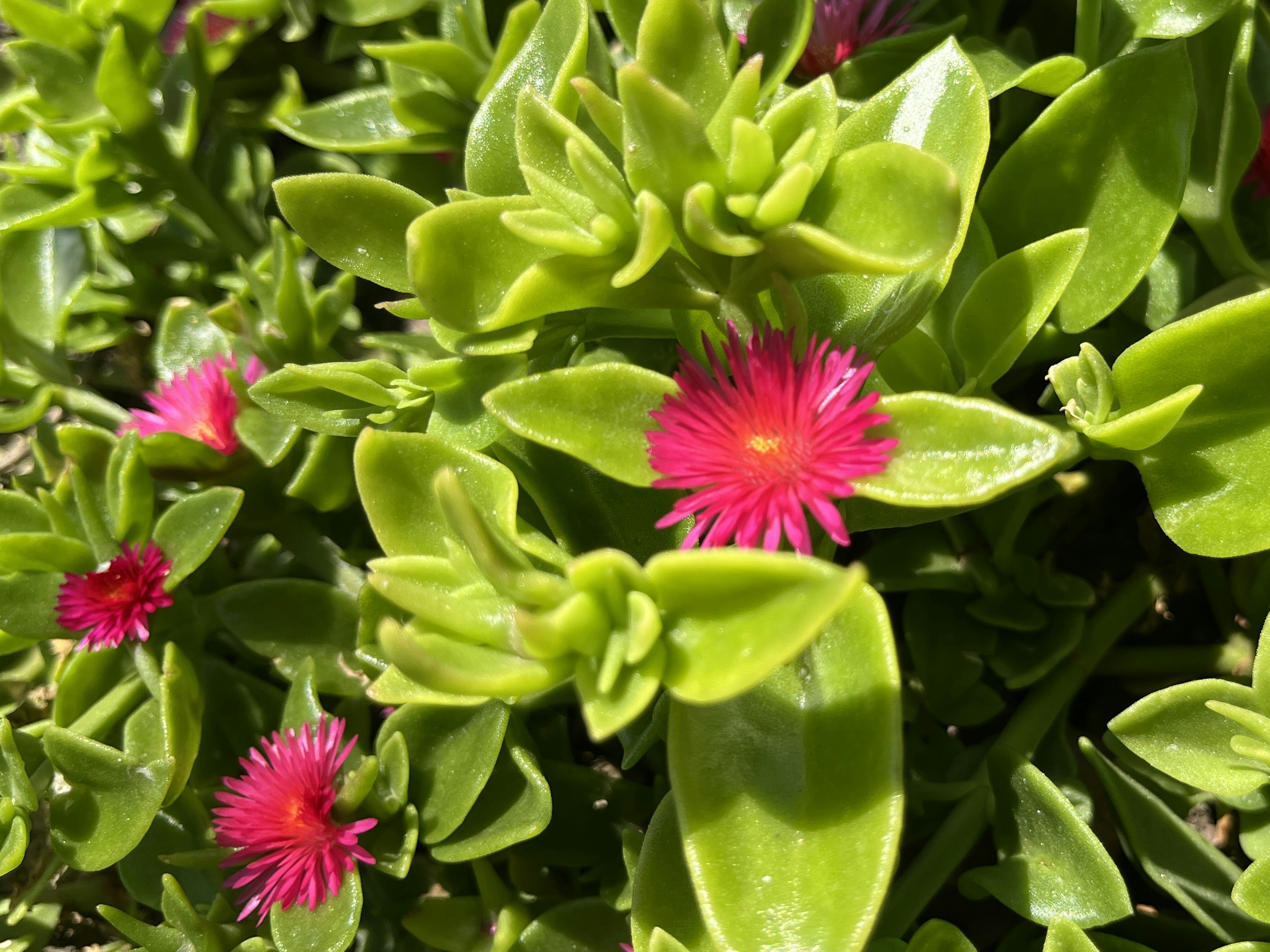 Kleine rosa Blumen, die zwischen grünen Blättern blühen